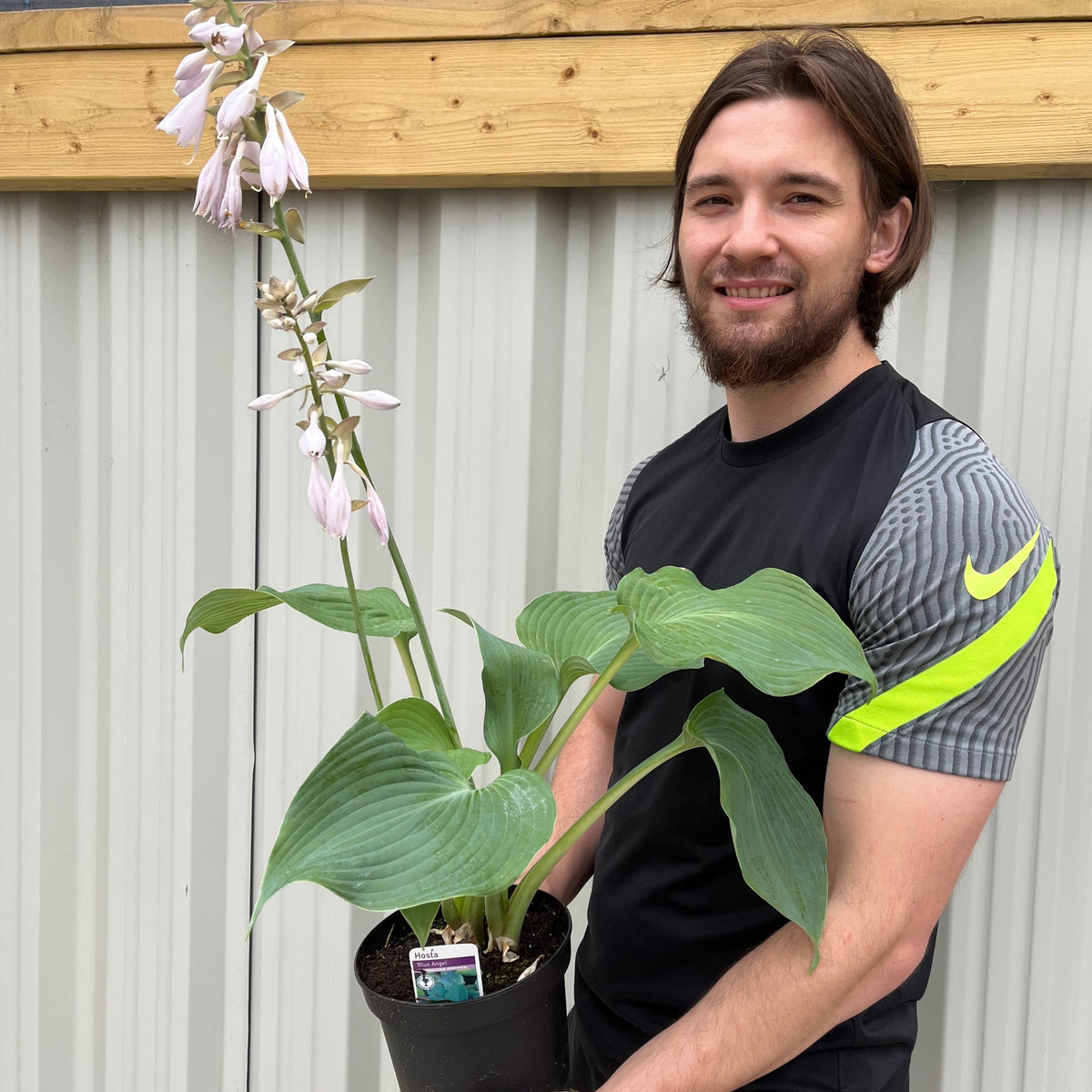Hosta &#39;Blue Angel&#39; 9cm/2L