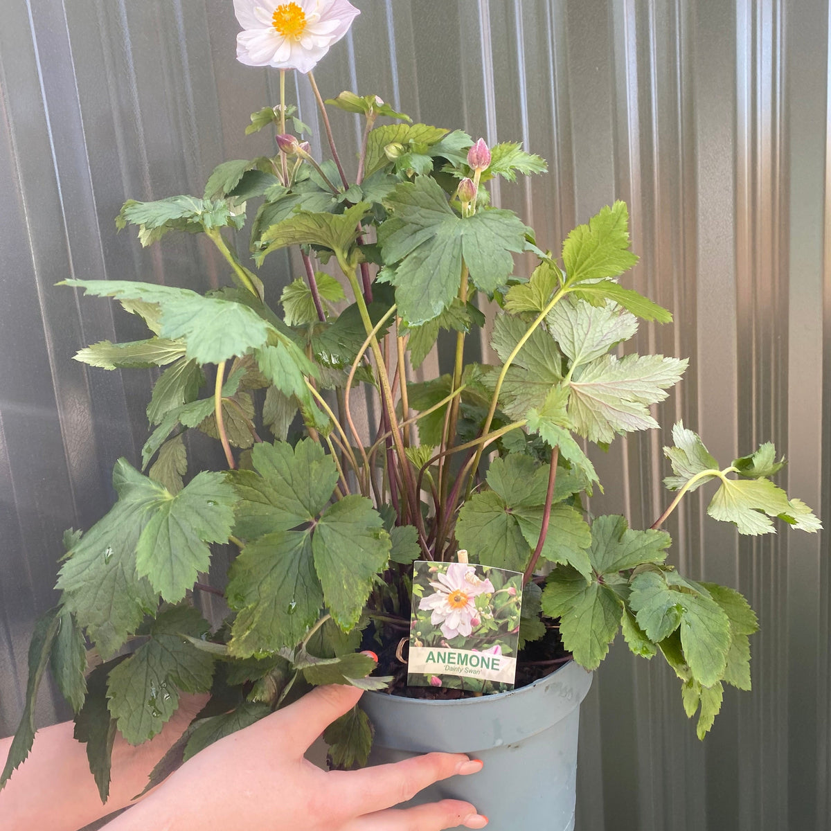 A 3L pot of Anemone &#39;Dainty Swan&#39;, a perennial with green leaves and a single white bloom. Includes a label with ANEMONE and flower image. Held in front of a metallic background, ideal for woodland gardens.