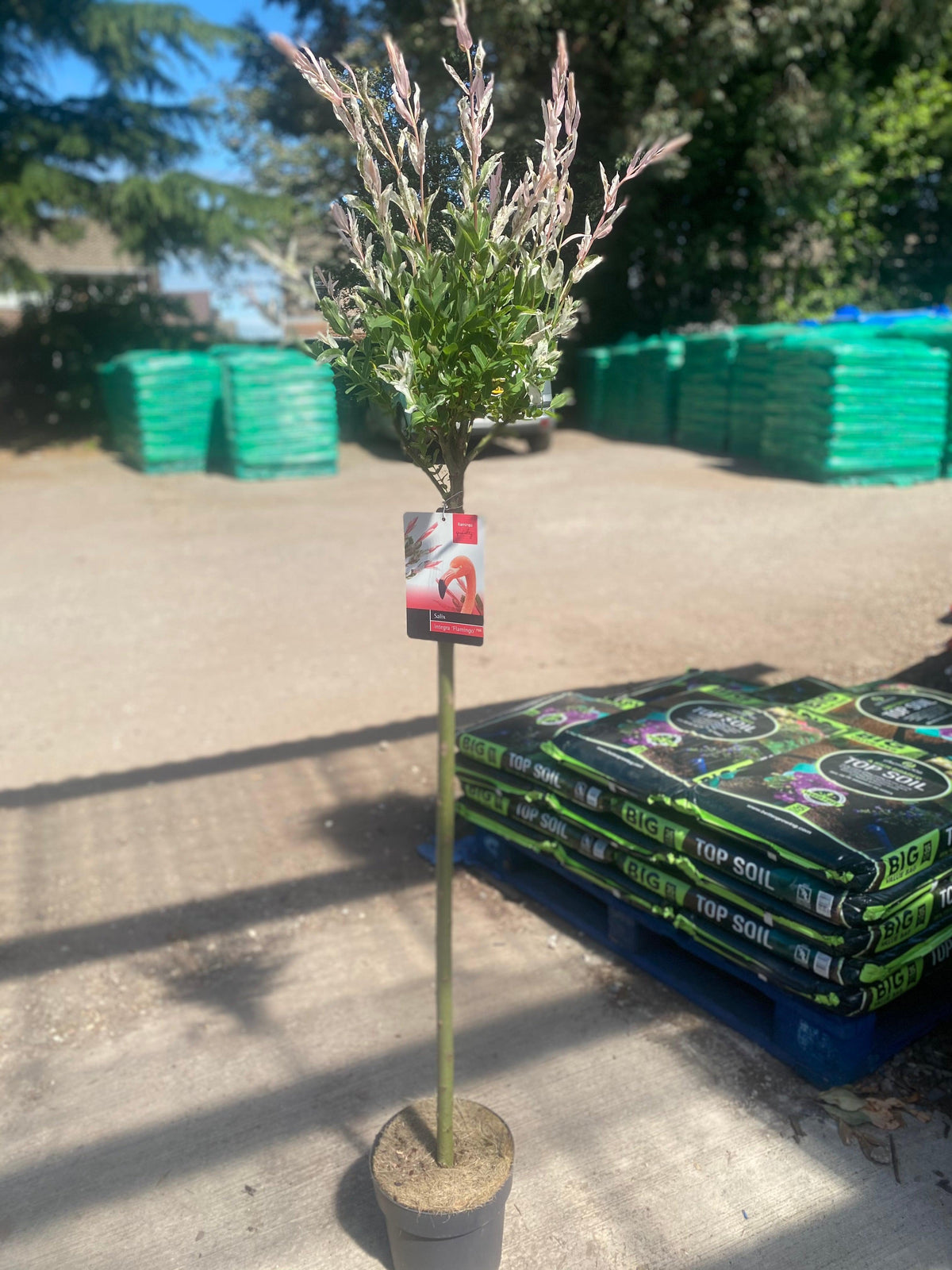 A Salix integra &#39;Hakuro-Nishiki&#39; Flamingo Dwarf Willow Tree 120cm with variegated leaves and pink new growth stands on pavement, a plant tag on its stem, with bags of topsoil stacked in the background.