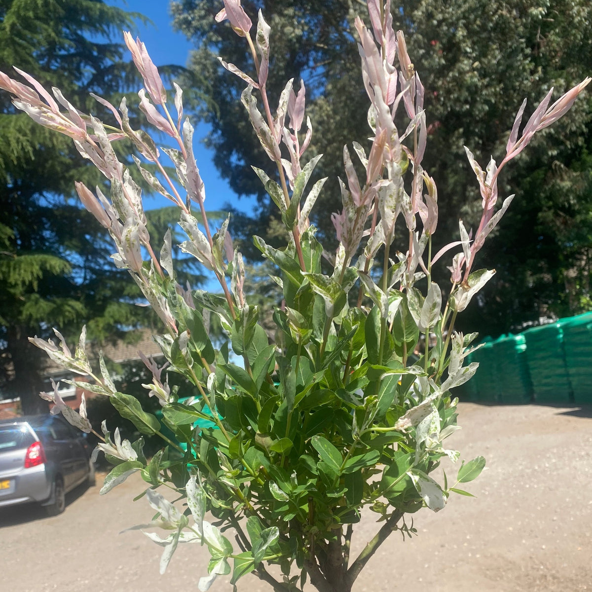 A Salix intergra &#39;Hakuro-Nishiki&#39; Flamingo Dwarf Willow Tree (120cm) with green and white variegated leaves and pink new growth is shown outdoors near a dirt road, with trees, parked cars, and green bags in the background.