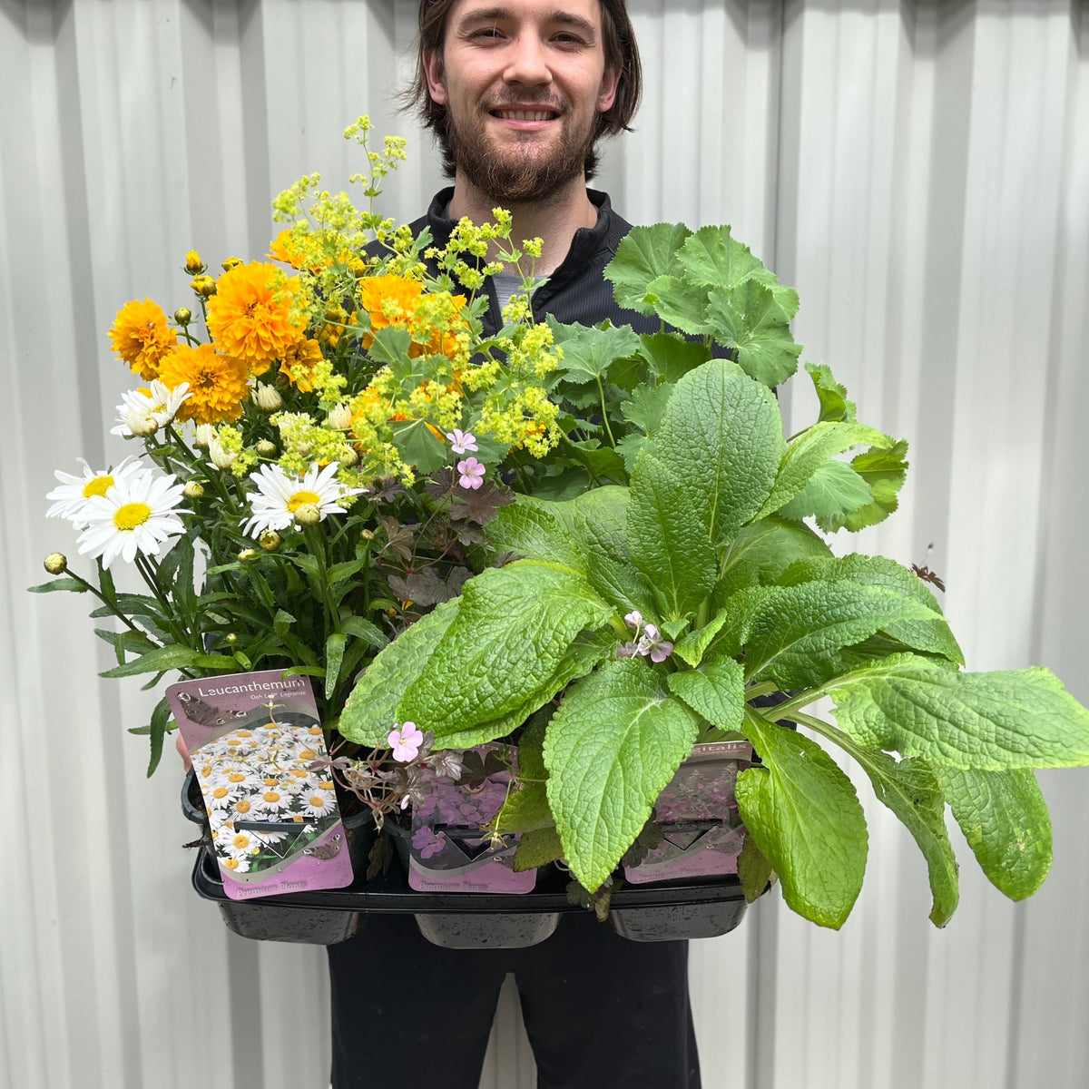 Our Selection of 3 x 2L Perennial Plants