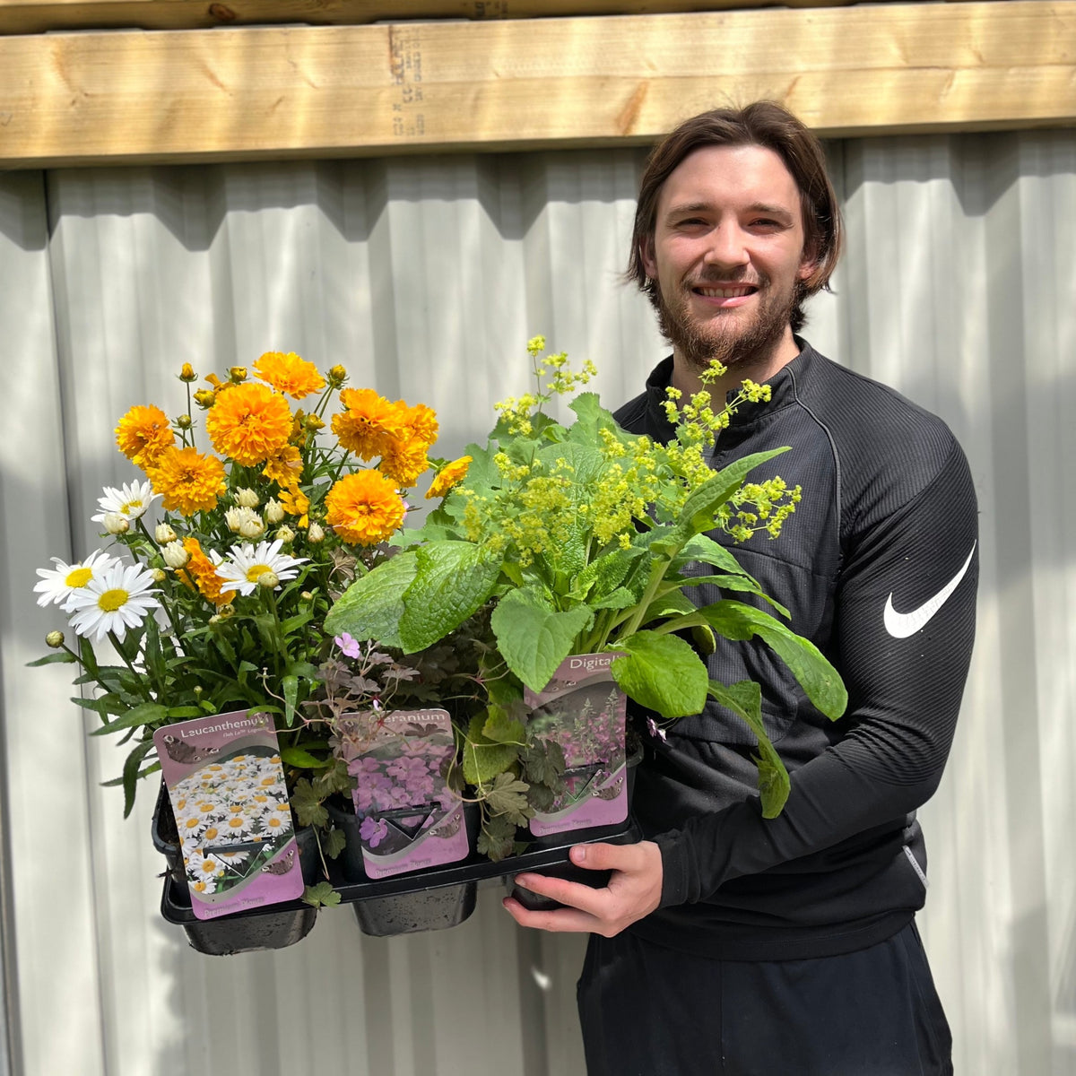 Our Selection of 3 x 2L Perennial Plants