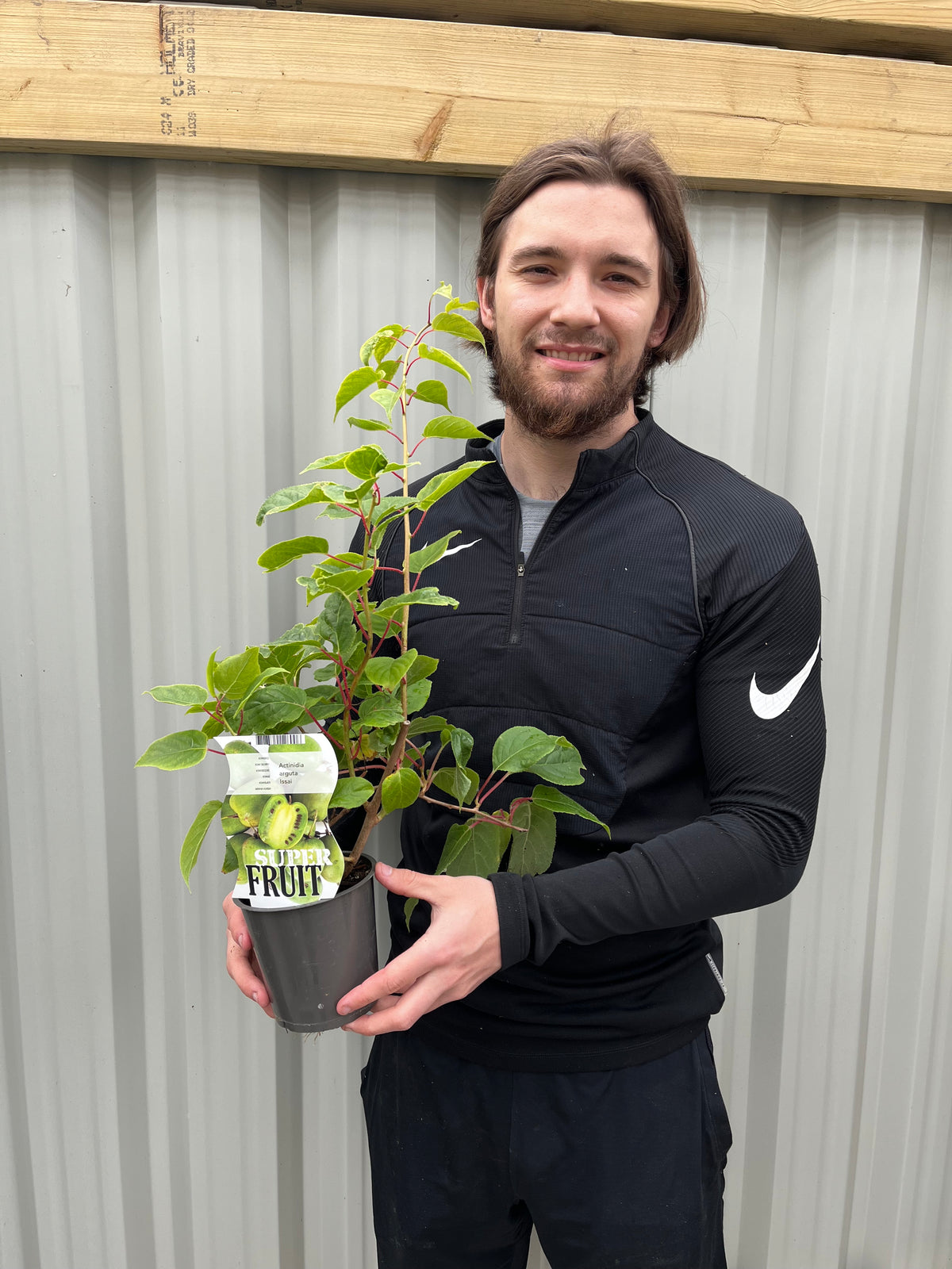 Actinidea &#39;Issai&#39; Kiwi 1.5L