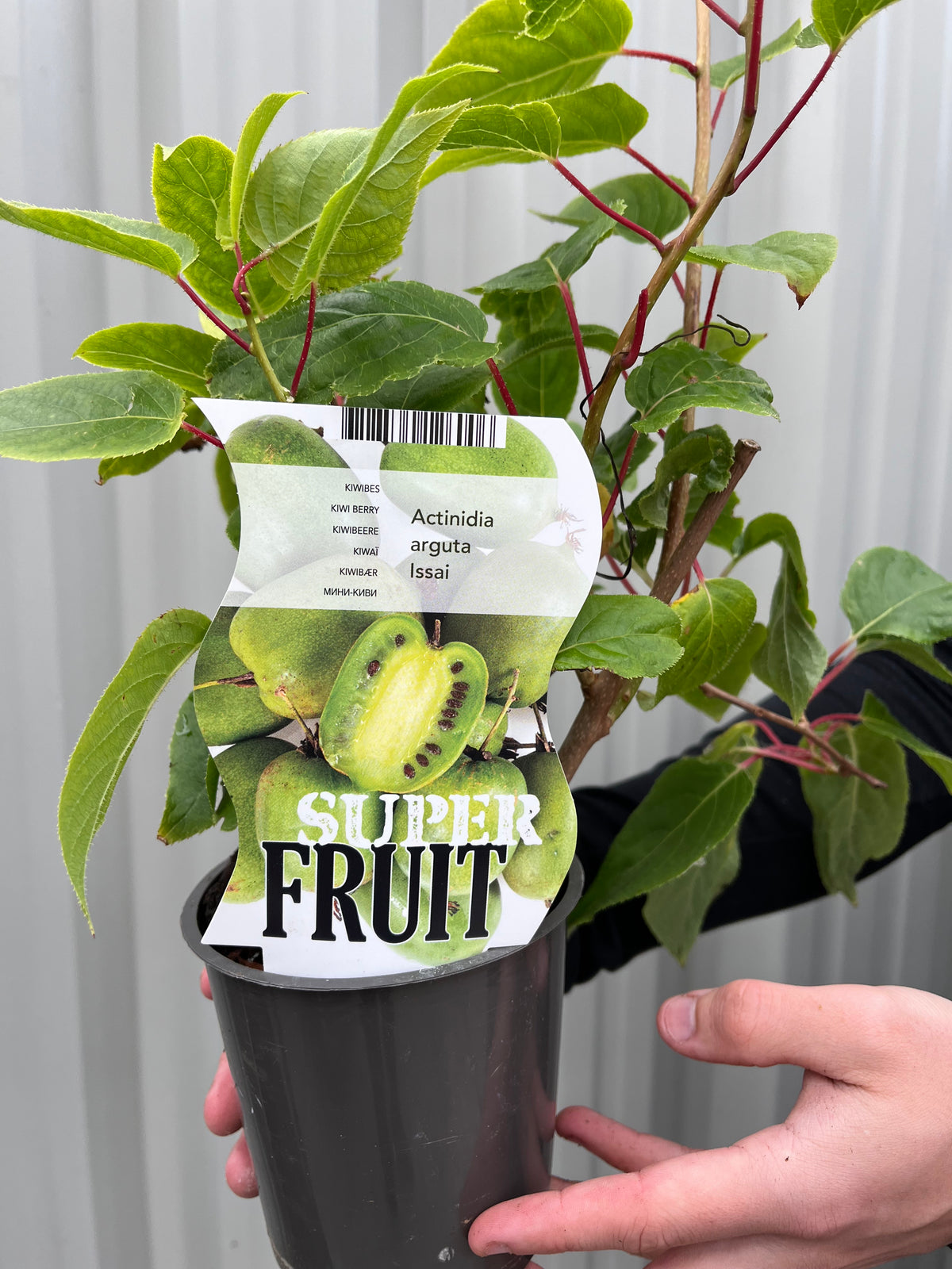 Actinidea &#39;Issai&#39; Kiwi 1.5L