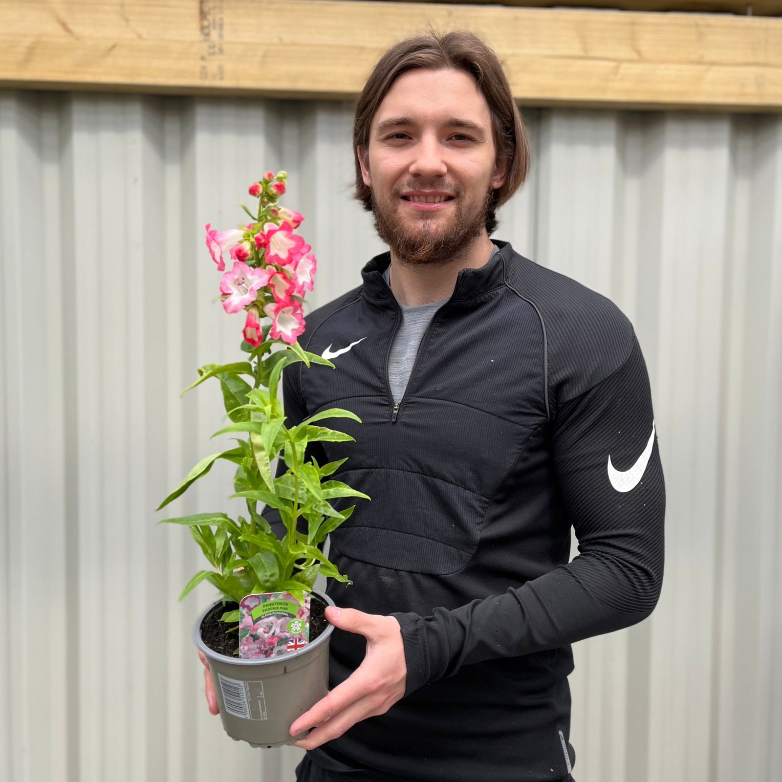 5 x Penstemon (5 x 1.5L Pots)
