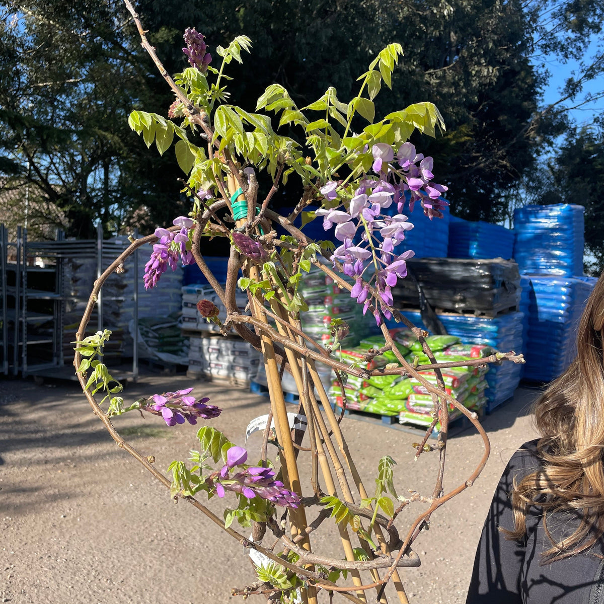 Wisteria Brachybotrys ikon yama fuji - 6.5L