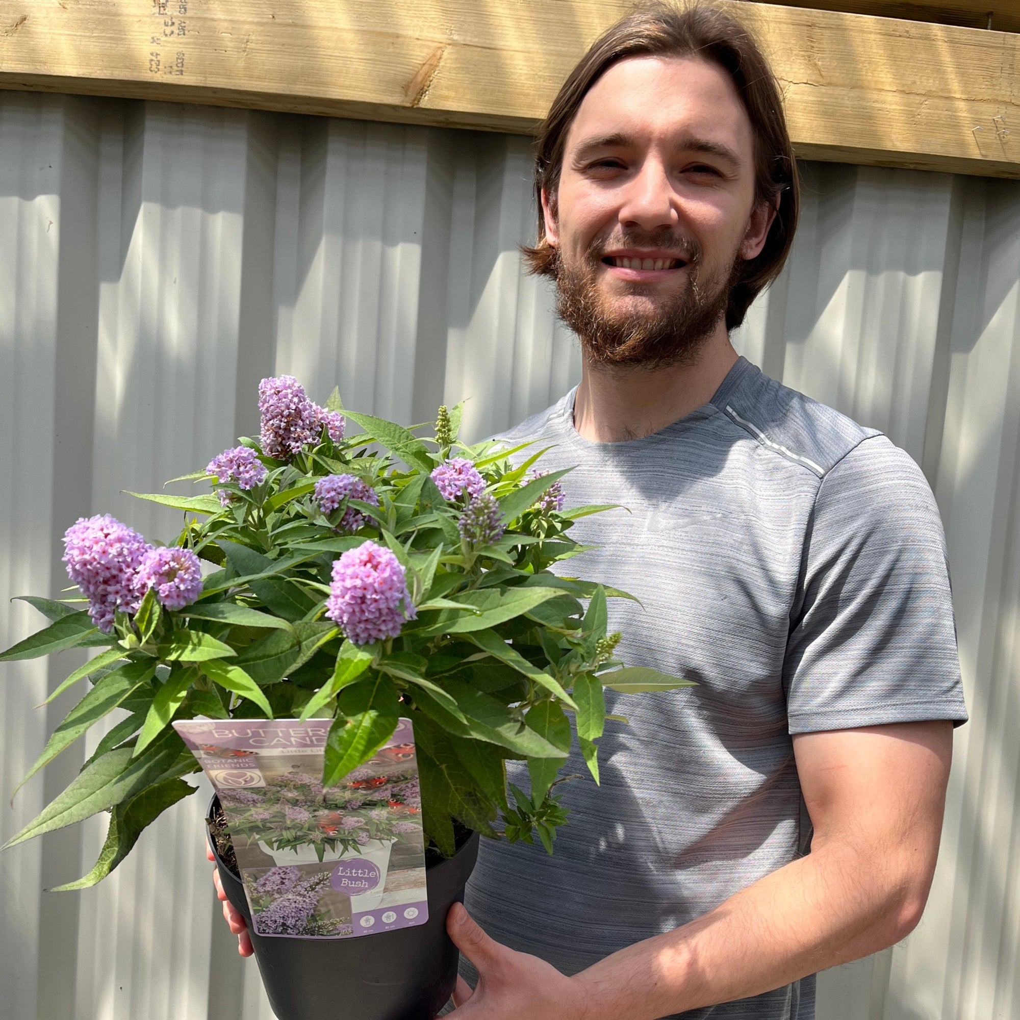 Buddleja 'Butterfly Candy Little Lila' 1/3L