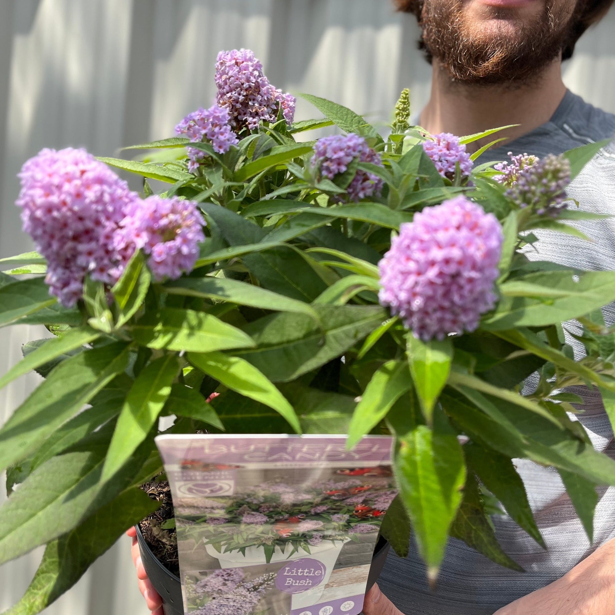 Buddleja 'Butterfly Candy Little Lila' 1/3L