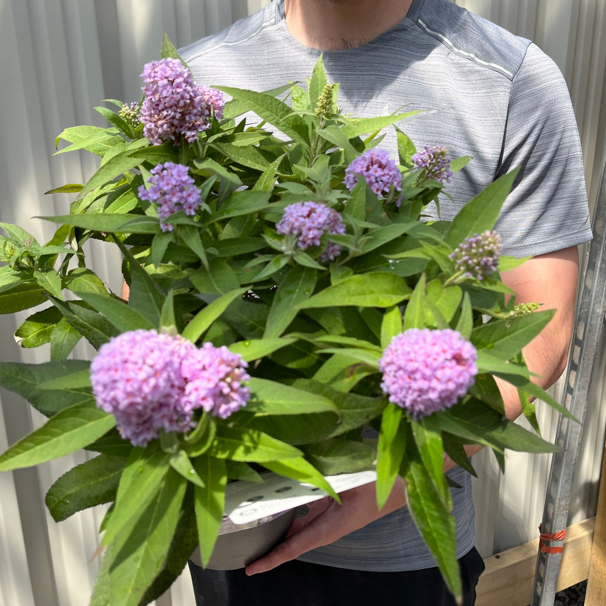 Buddleja &#39;Butterfly Candy Little Lila&#39; 9cm/1L/3L