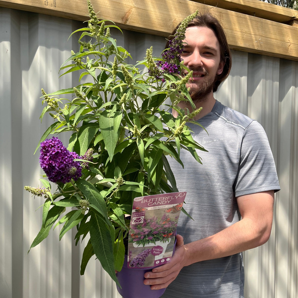 A man in a gray shirt smiles while holding a Buddleja Butterfly Candy &#39;Little Purple&#39; 1/3L with double purple flower panicles and compact growth, standing outdoors by a light-colored fence in the sunlight.