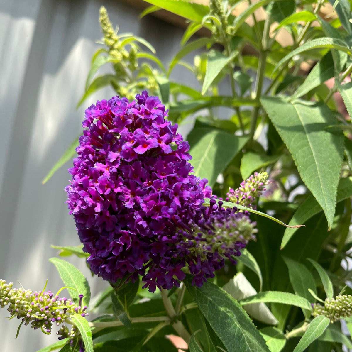 Buddleja Butterfly Candy &#39;Little Purple&#39; 1/3L features vibrant deep purple blooms clustered among green leaves on a compact plant, sunlight highlighting its petals against a softly blurred backdrop of fence and foliage.