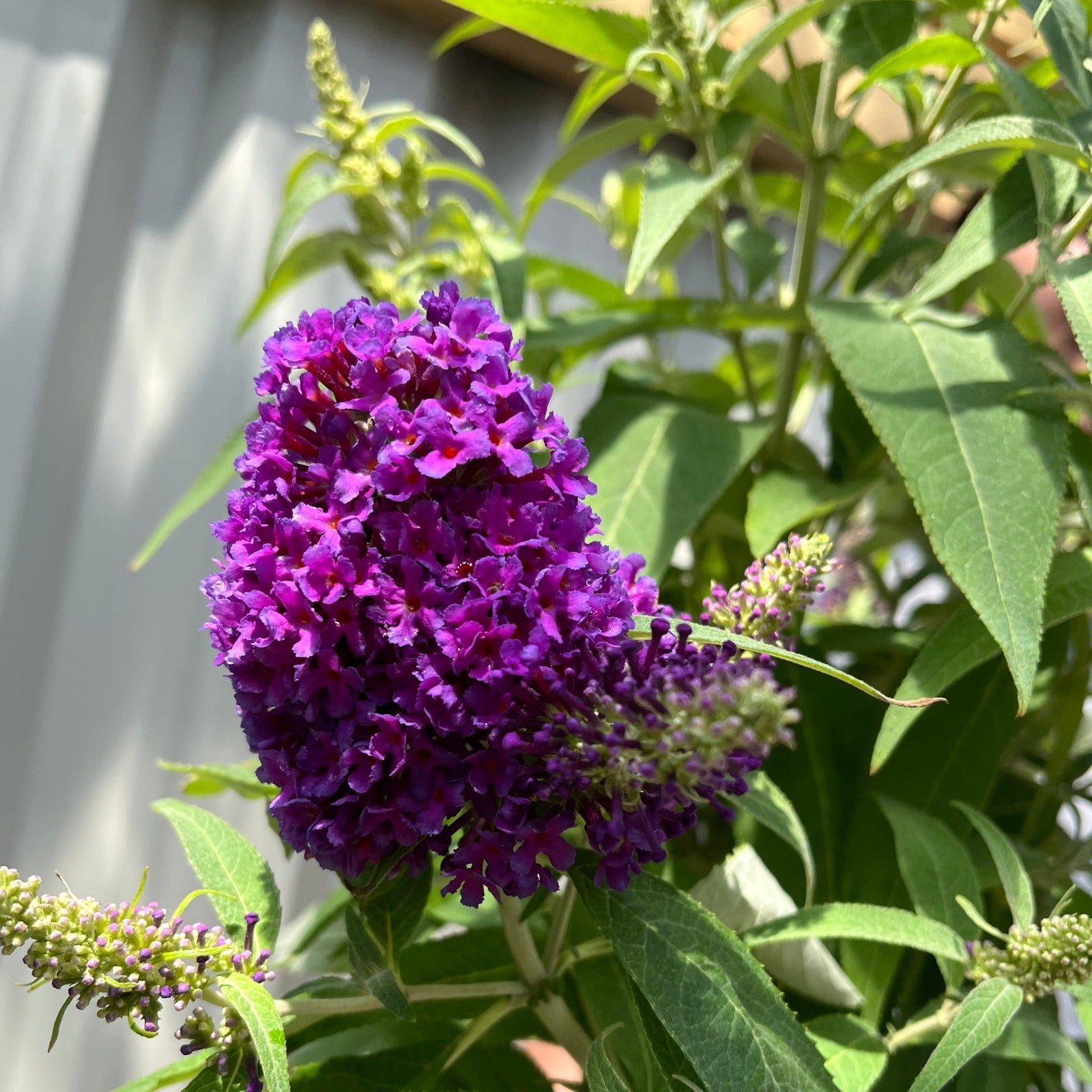 A man in a gray shirt smiles while holding a Buddleja Butterfly Candy 'Little Purple' 1/3L with double purple flower panicles and compact growth, standing outdoors by a light-colored fence in the sunlight.