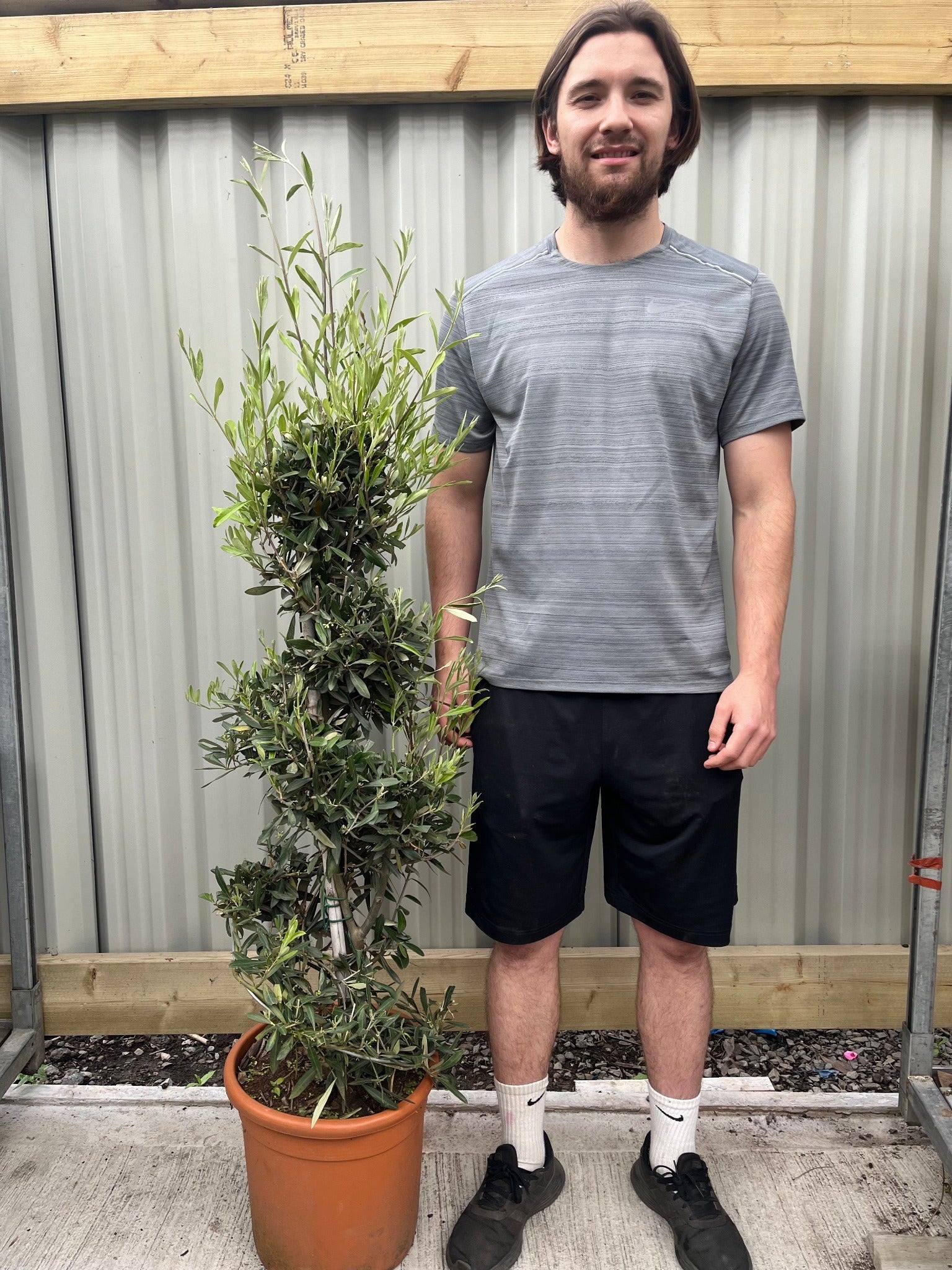 A man in a gray shirt and black shorts stands next to the 2 x Olive Spiral 1.5m potted plants with green leaves, smiling on a concrete surface. A corrugated metal fence and wooden beam form the background.