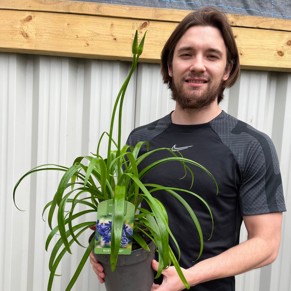 A man with brown hair and a beard, wearing a black Nike shirt, smiles while holding an Agapanthus &#39;Blue Thunder&#39; 2L—a perennial with blue trumpet-shaped flowers—in front of a corrugated metal wall.