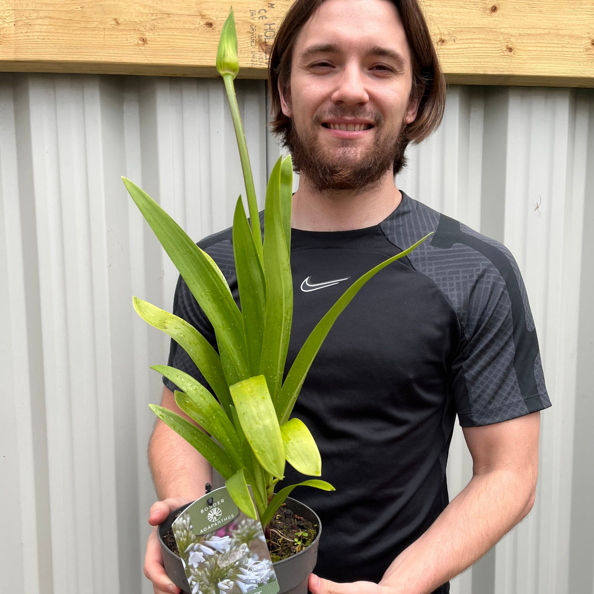 Agapanthus &#39;Windsor Grey&#39; 2L