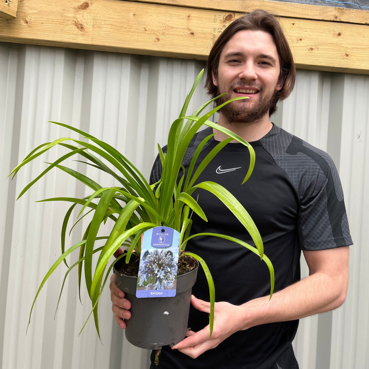 A smiling man in a black shirt stands outdoors, holding an Agapanthus &#39;Enigma&#39; 2L with long green leaves and a blue label. A corrugated metal wall and wooden beam are visible in the background.