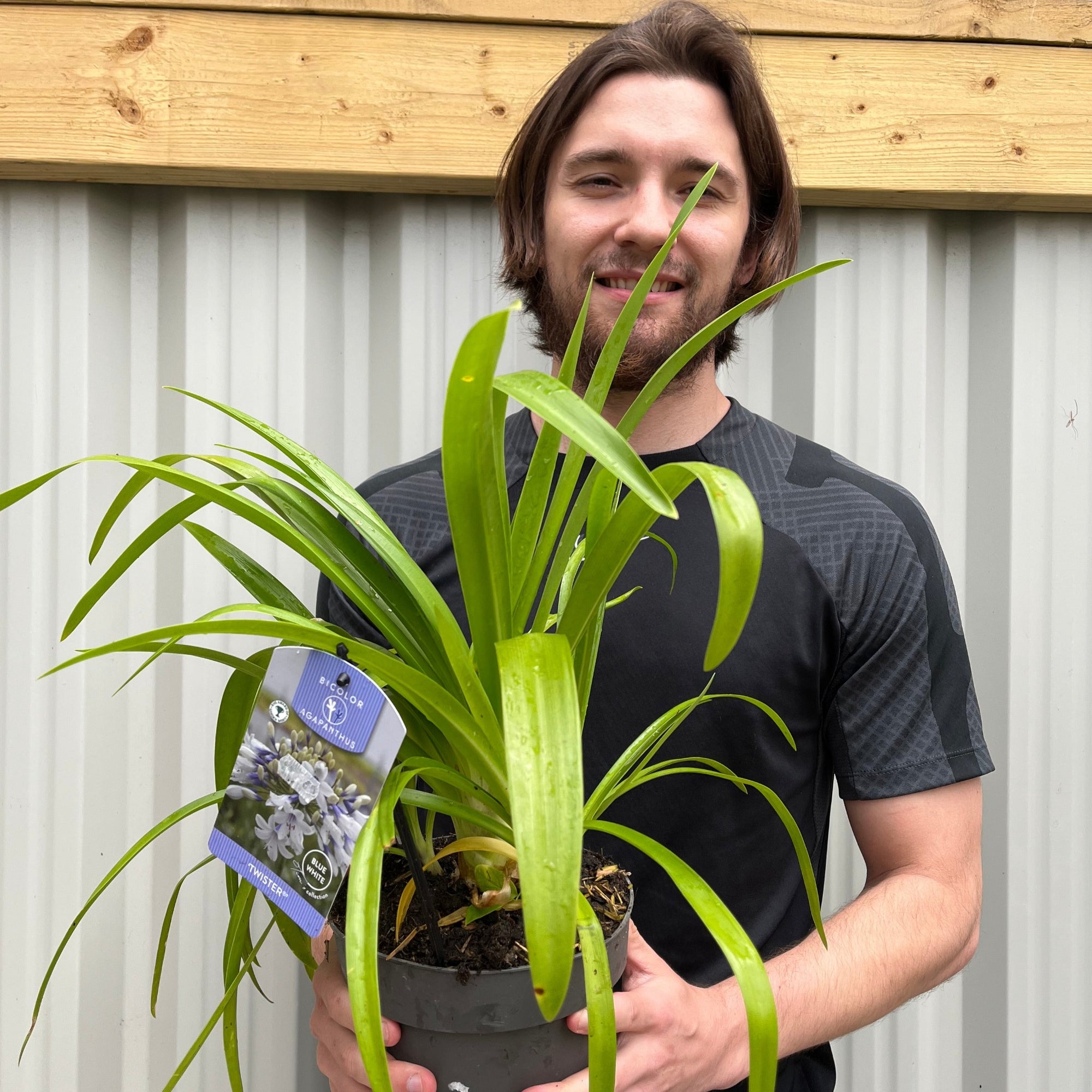 Agapanthus 'Twister' 2L