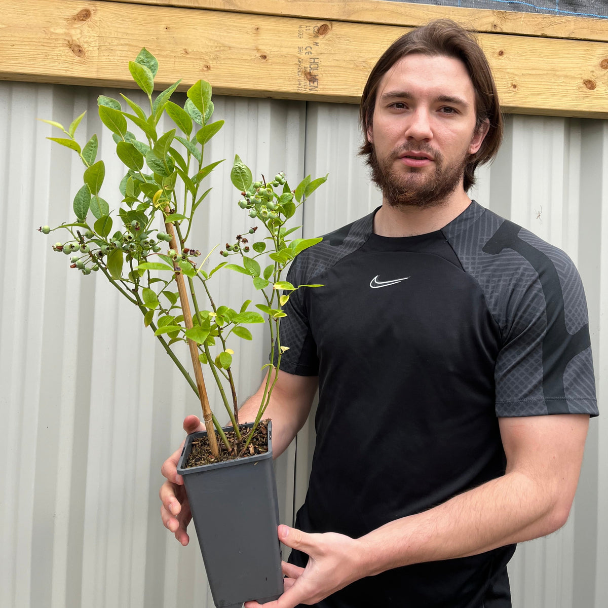 A man in a black Nike shirt holds a Blueberry &#39;Bluecrop&#39; 2L plant, featuring green leaves and small berries, while standing before a corrugated metal wall with a wooden beam above.