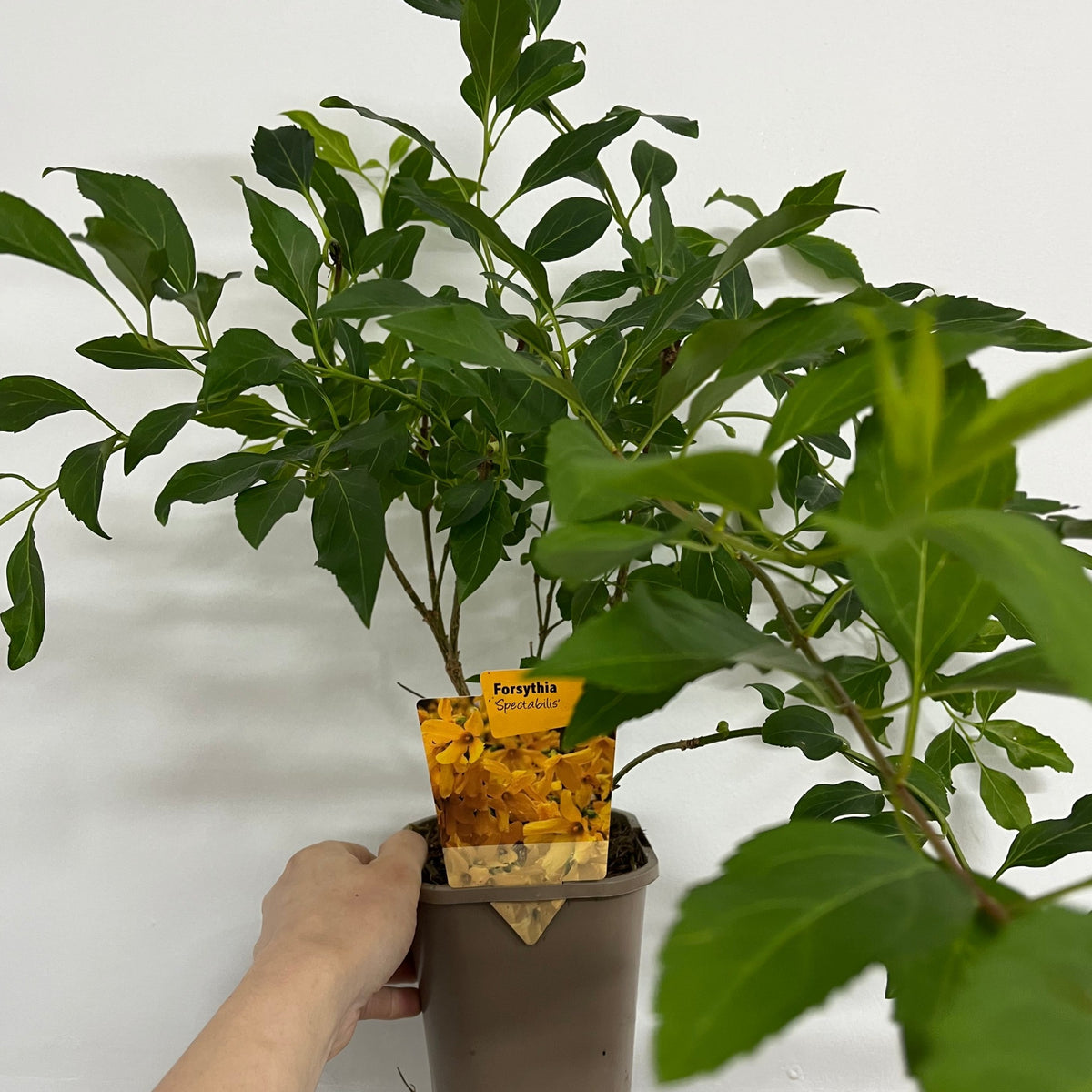A hand holds a potted Forsythia x intermedia Spectabilis 1L with green leaves against a white wall. The compact shrub is celebrated for its early yellow, star-shaped flowers.