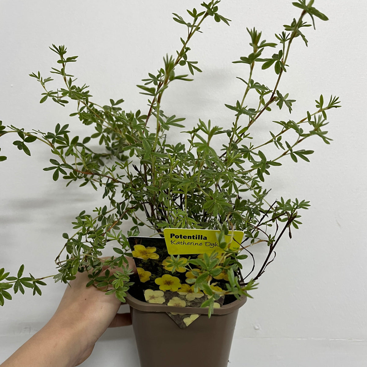 Potentilla fruticosa &#39;Katherine Dykes&#39; 1L