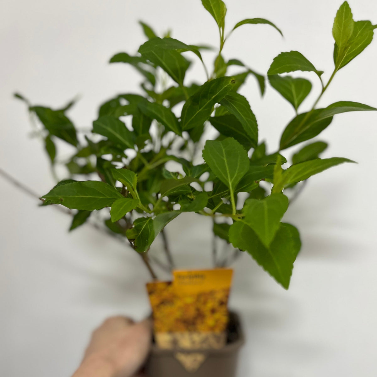 Forsythia x intermedia &#39;Weekend&#39; 1L