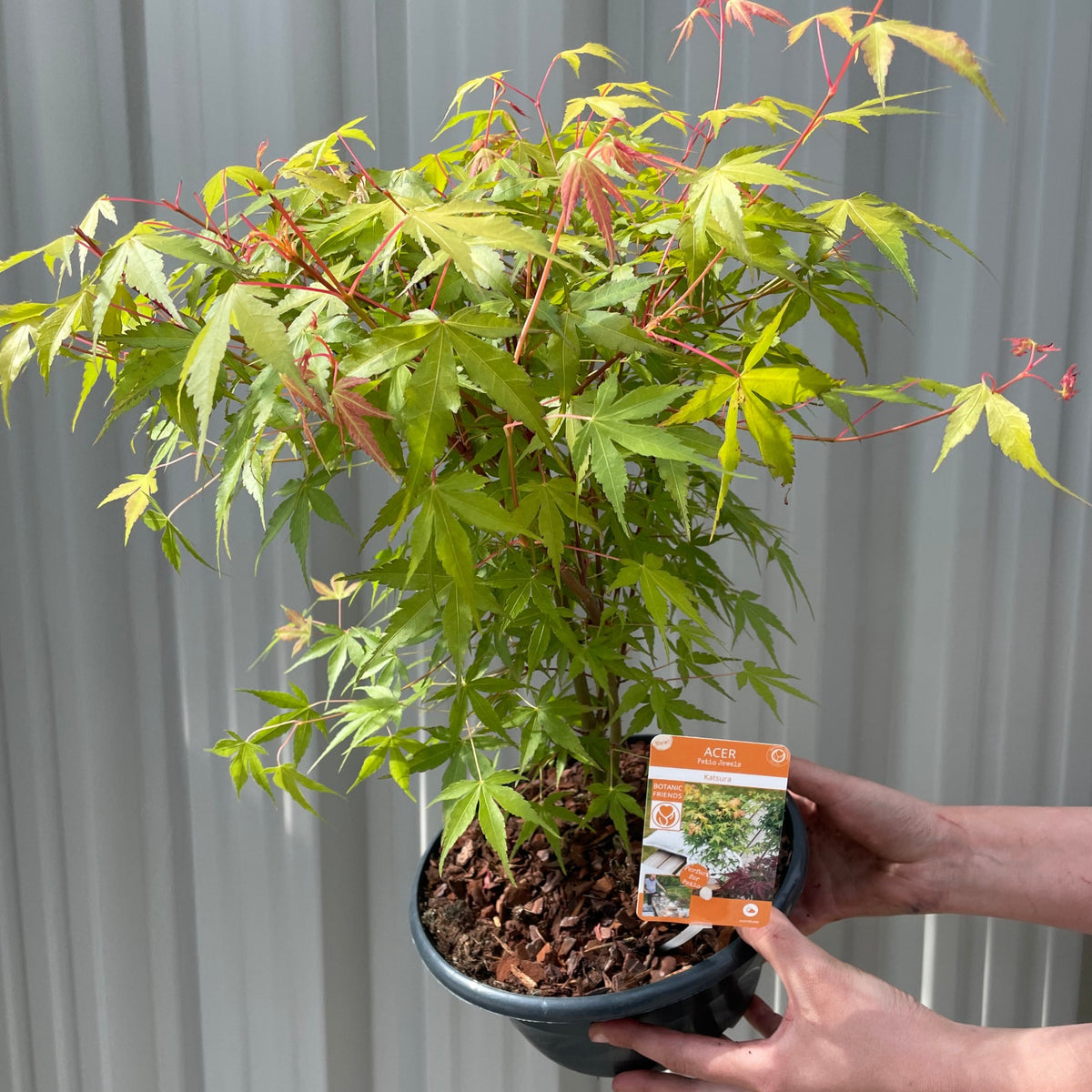 Acer palmatum &#39;Katsura&#39; 2L