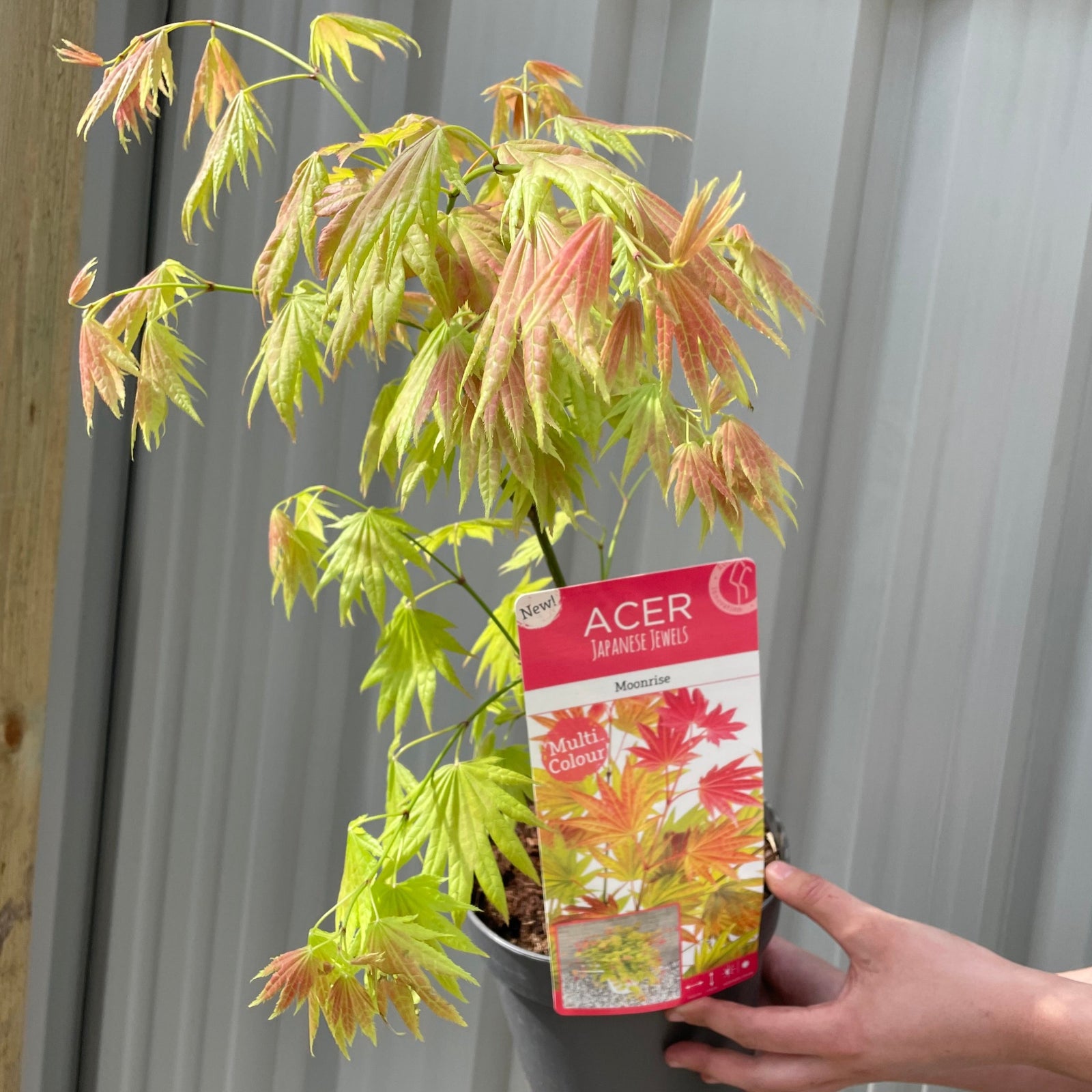 A person holds a compact Acer shirasawanum 'Moonrise' 3L (60cm) with delicate green and reddish leaves, showing its plant tag. This striking maple stands out against a corrugated metal wall, perfect for garden displays.