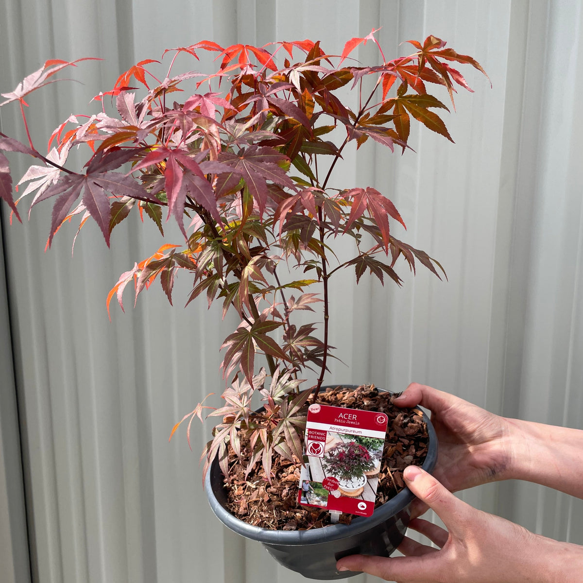 A person holds a potted Acer palmatum &#39;Atropurpureum&#39; with striking red-purple leaves. A care label featuring the tree’s image is visible in the pot, all set against a white vertical panel wall background.