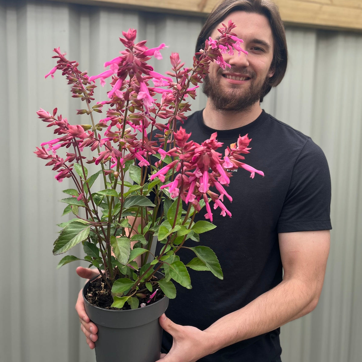 A smiling bearded man with long hair holds a Salvia Salmia Pink 2L, a hardy perennial with tall pink flowers, in front of a corrugated metal fence.