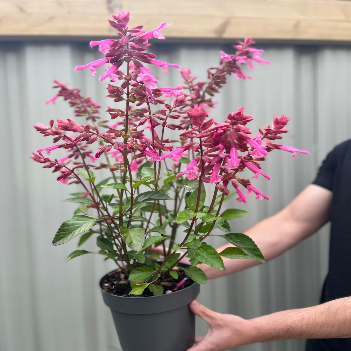 A person holds a Salvia Salmia Pink 2L, a hardy perennial with vibrant pink flowers and lush green leaves, in a gray pot against a corrugated metal background.