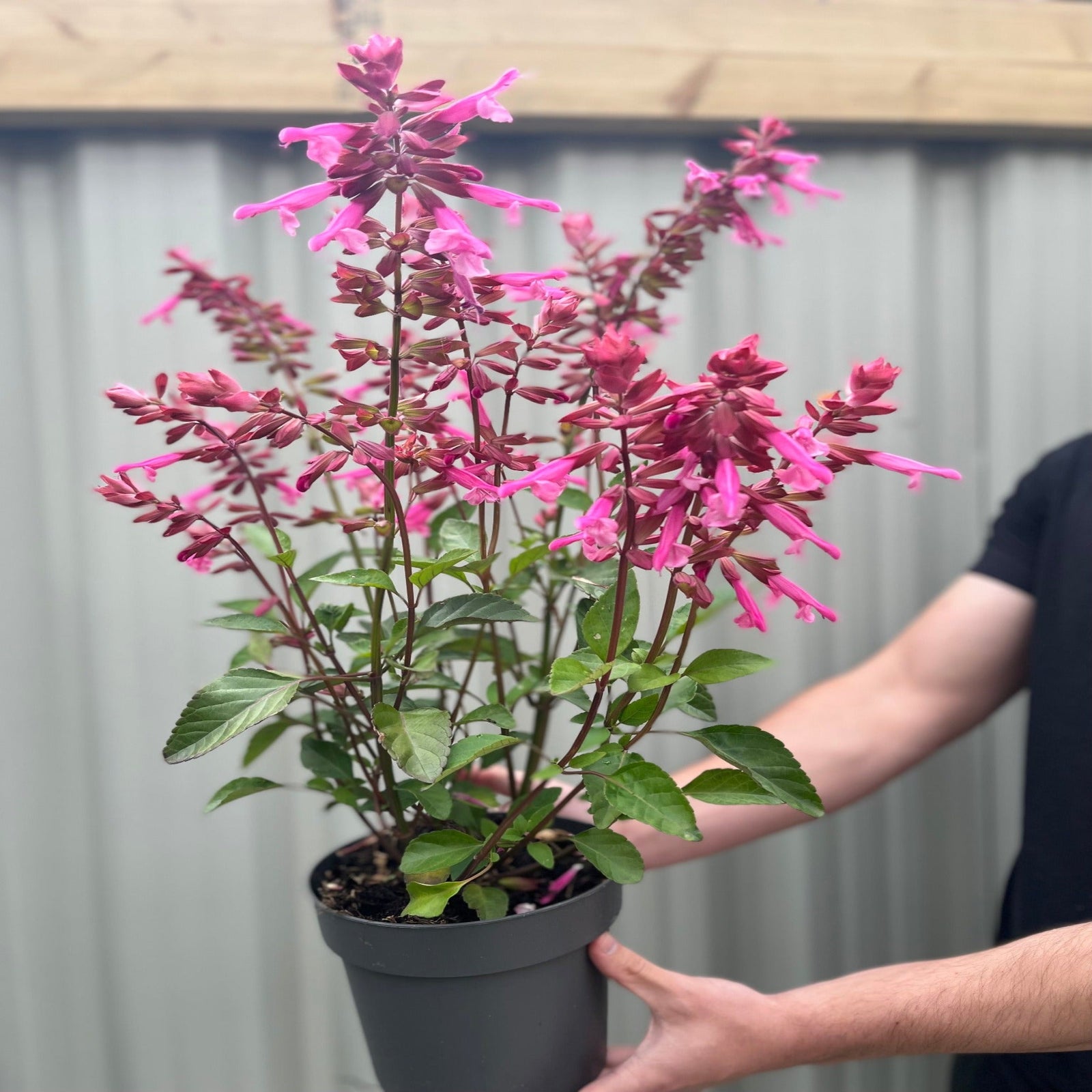 A smiling bearded man with long hair holds a Salvia Salmia Pink 2L, a hardy perennial with tall pink flowers, in front of a corrugated metal fence.