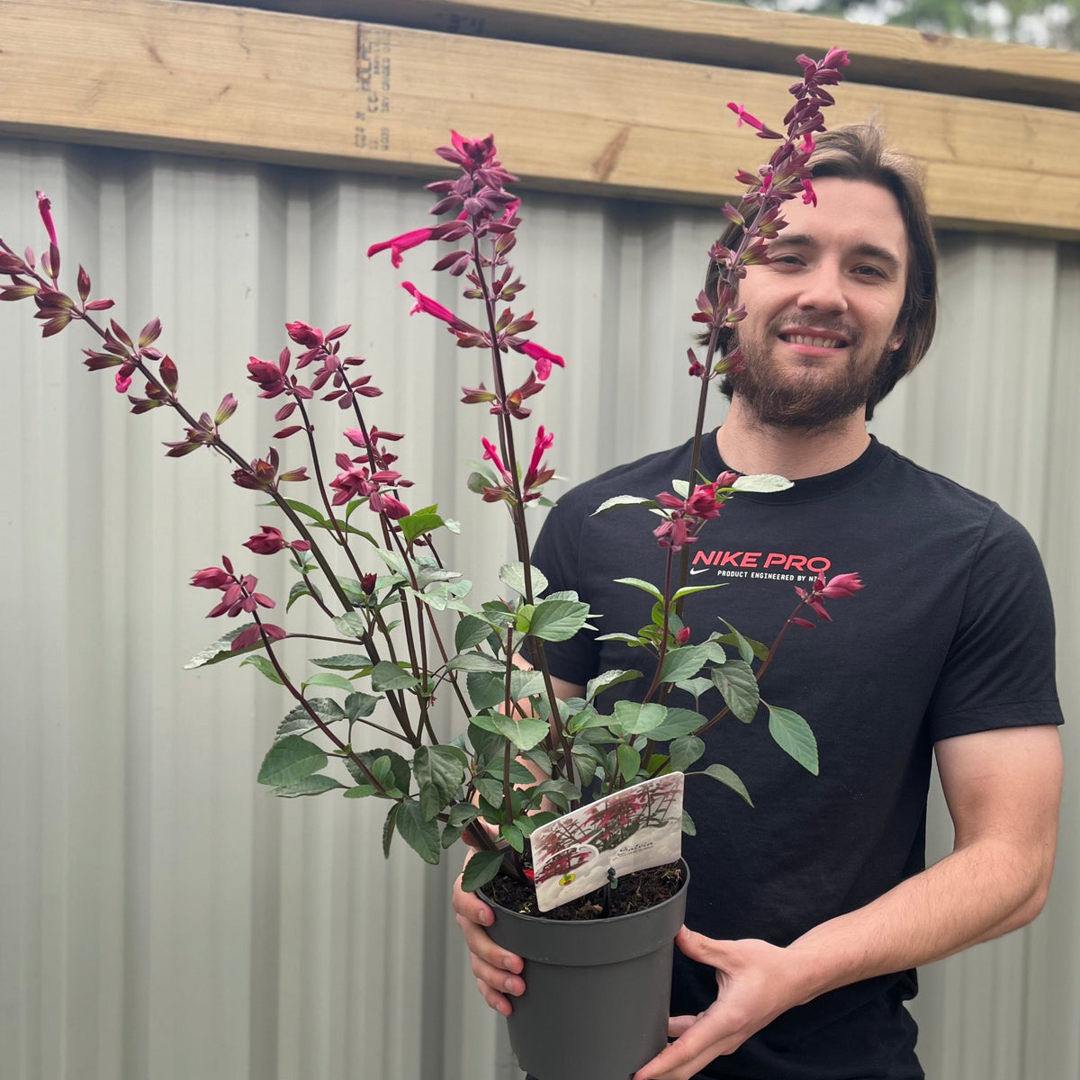 A smiling man with a beard and long hair, wearing a black Nike Pro t-shirt, holds a 2L Salvia Salmia Dark Purple with tall stems and purple flowers in front of a corrugated metal fence.