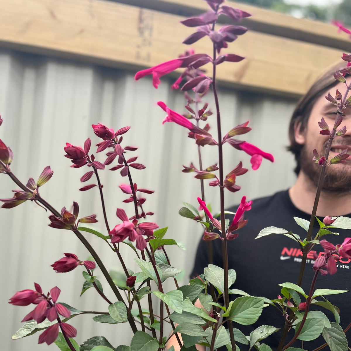 A person in a black shirt stands outdoors behind tall, blooming pink and Salvia Salmia Dark Purple 2L flowers with green leaves, set in front of a wooden and metal fence.