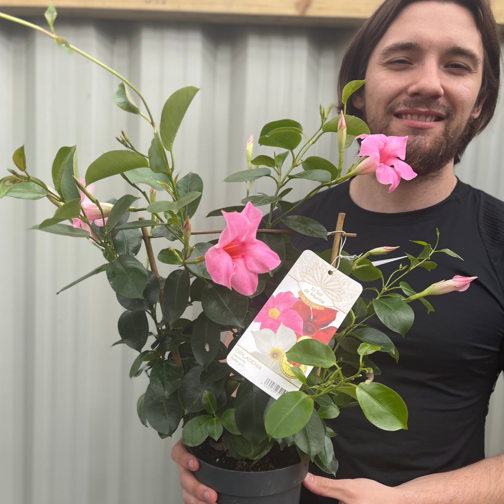 Mandevilla sanderi - Light Pink - On Frame