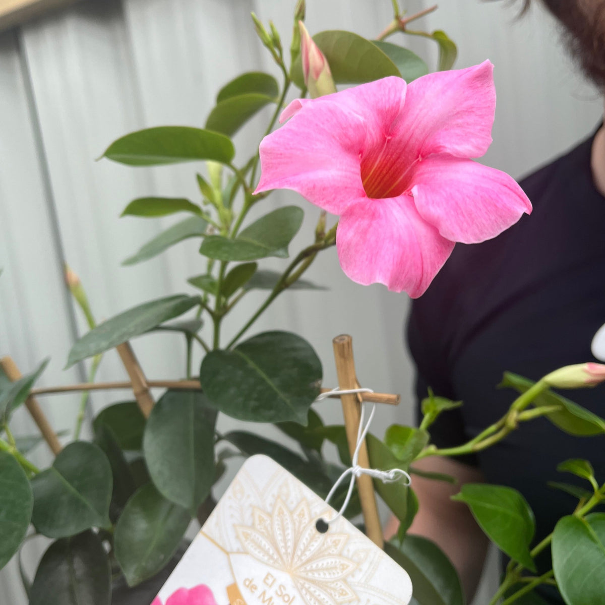 Mandevilla sanderi - Light Pink - On Frame