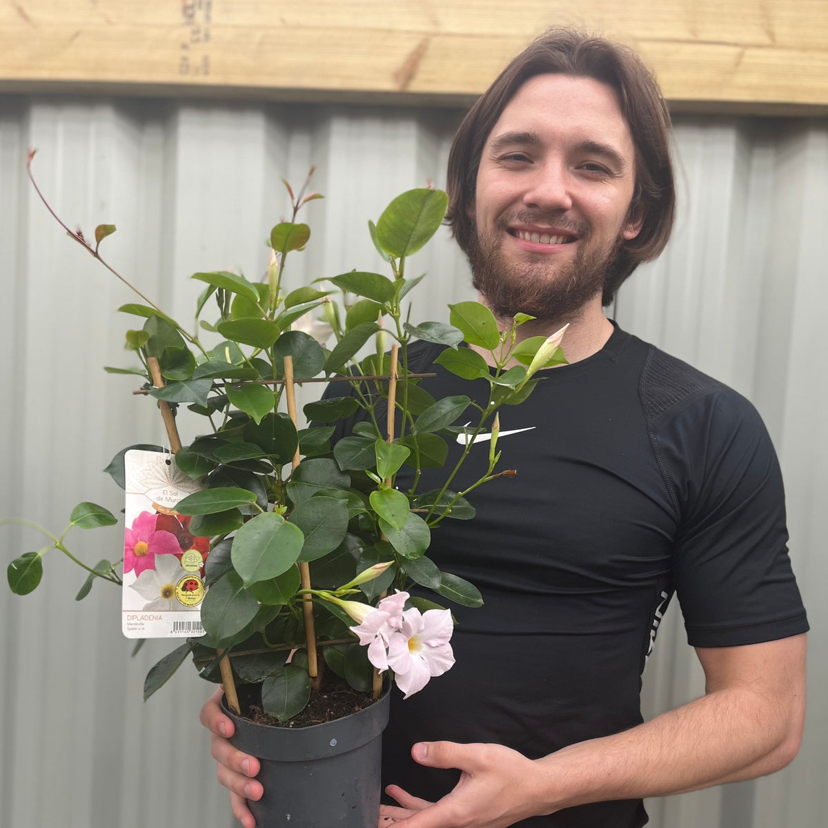 A bearded man with long hair, wearing a black shirt, smiles while holding a Mandevilla Sanderi Surprise Colour with green leaves and light pink trumpet flowers in front of a corrugated metal wall.