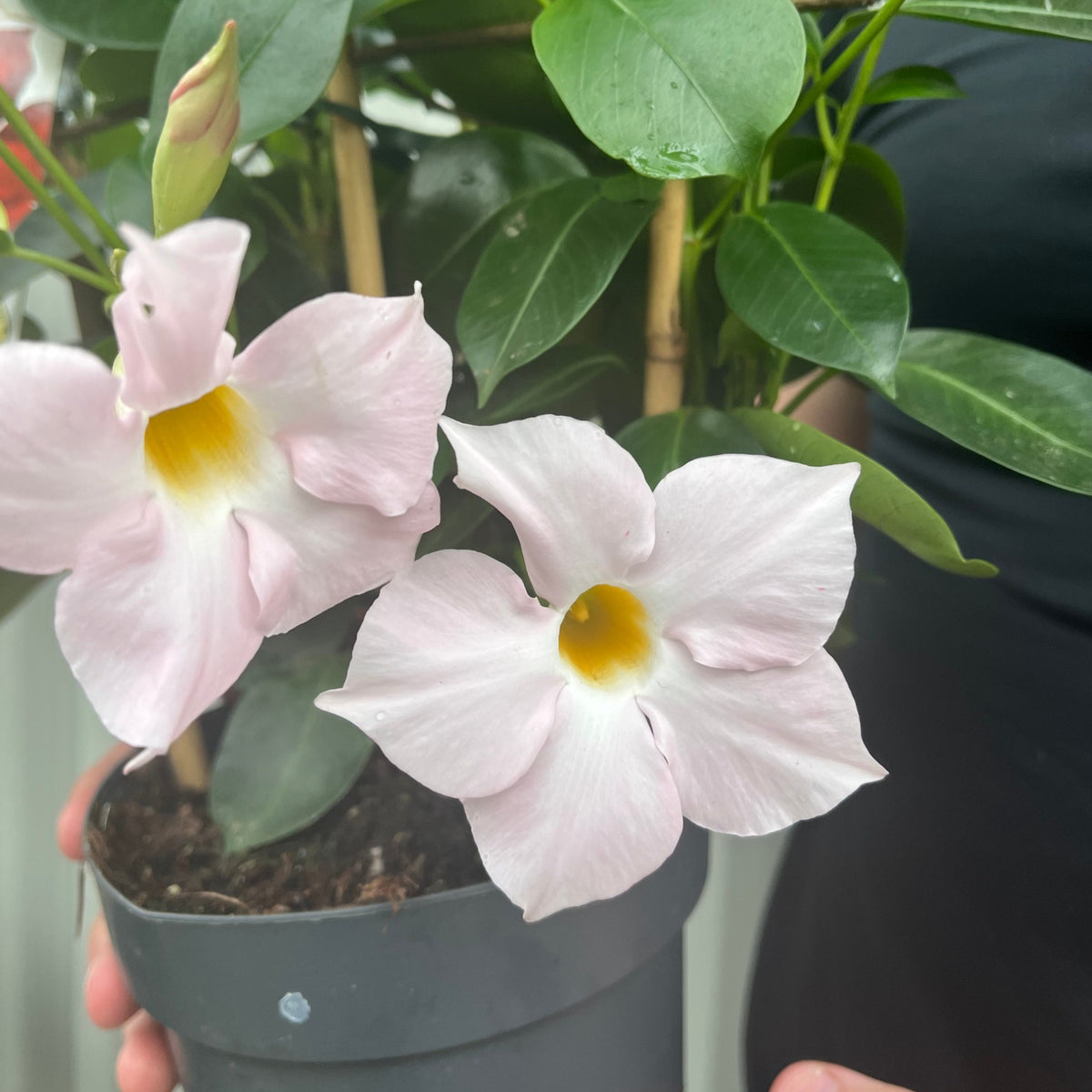 A person wearing black holds a pot of Mandevilla Sanderi Surprise Colour, featuring two pale pink, trumpet-shaped flowers with yellow centers amid lush green leaves.