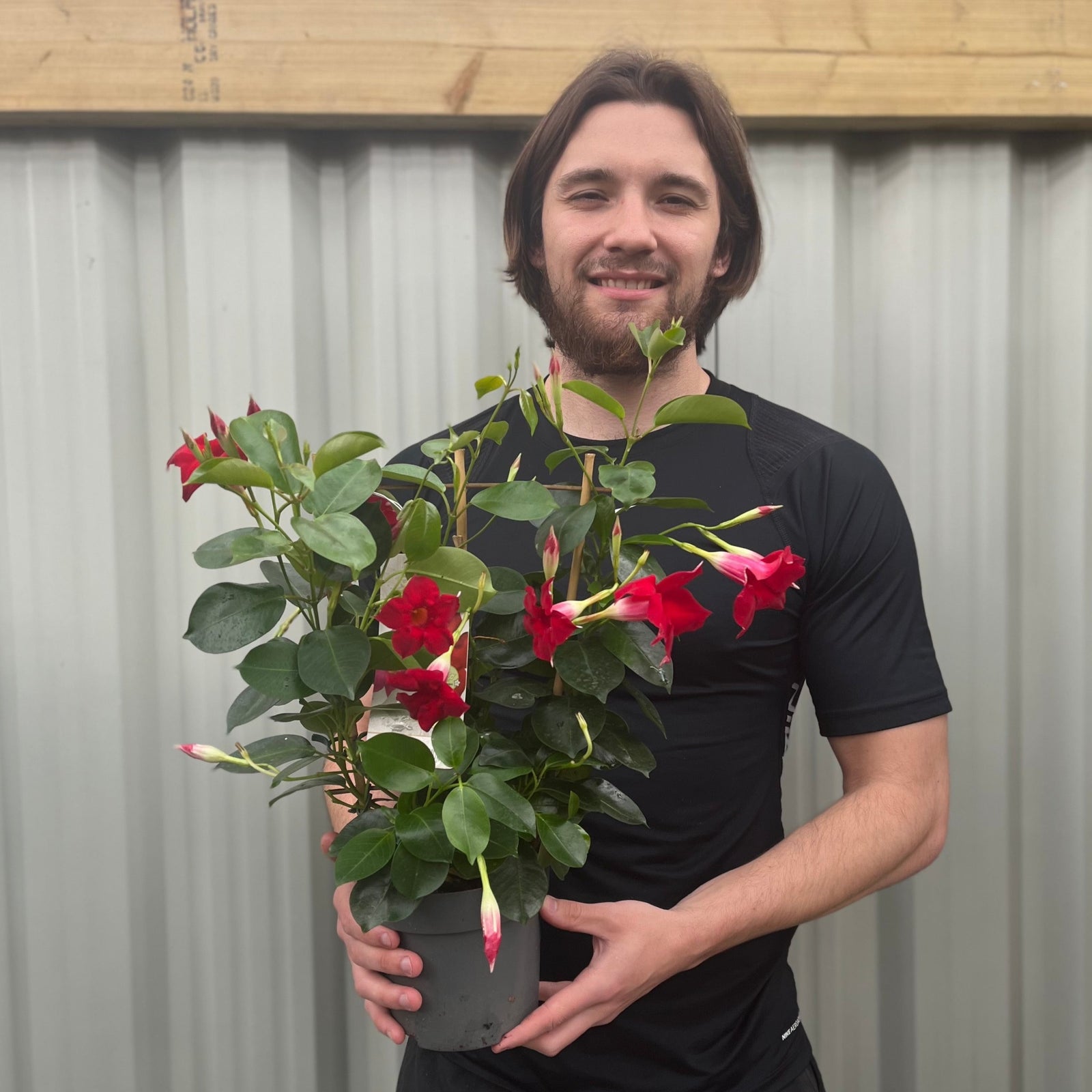 A smiling man in a black shirt stands before a corrugated metal wall, holding a Mandevilla sanderi - Red - On frame, displaying lush green leaves and vibrant red trumpet-shaped blooms.