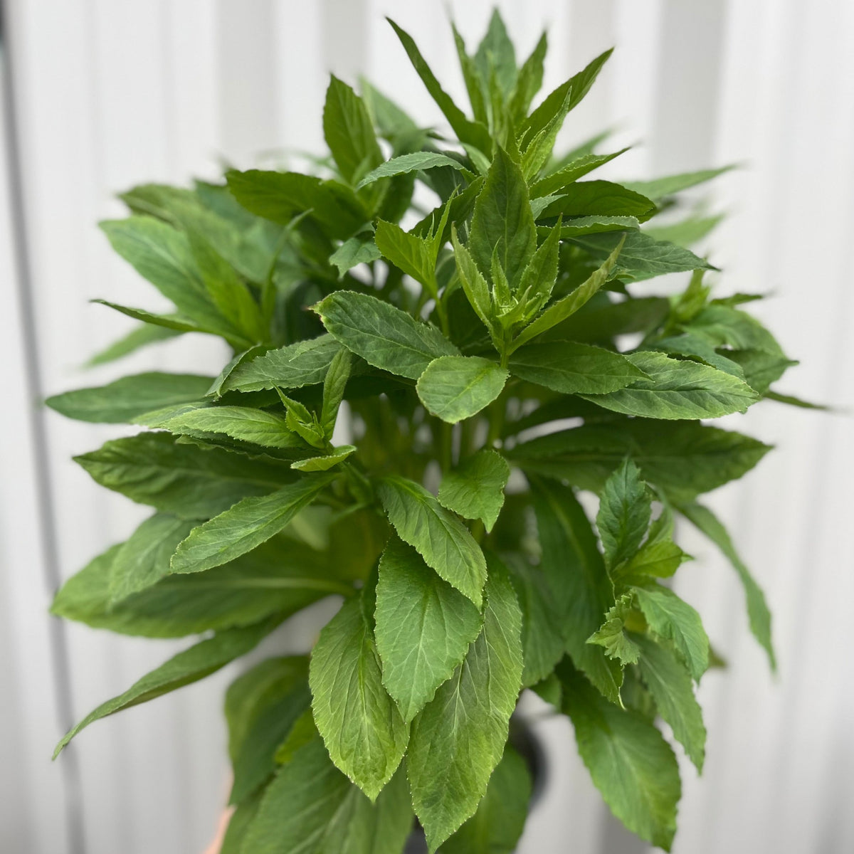 Lobelia × speciosa &#39;Fan Blue&#39; 1.5L is a lush perennial with dark green, serrated leaves growing densely on upright stems, shown against a blurred light gray background.