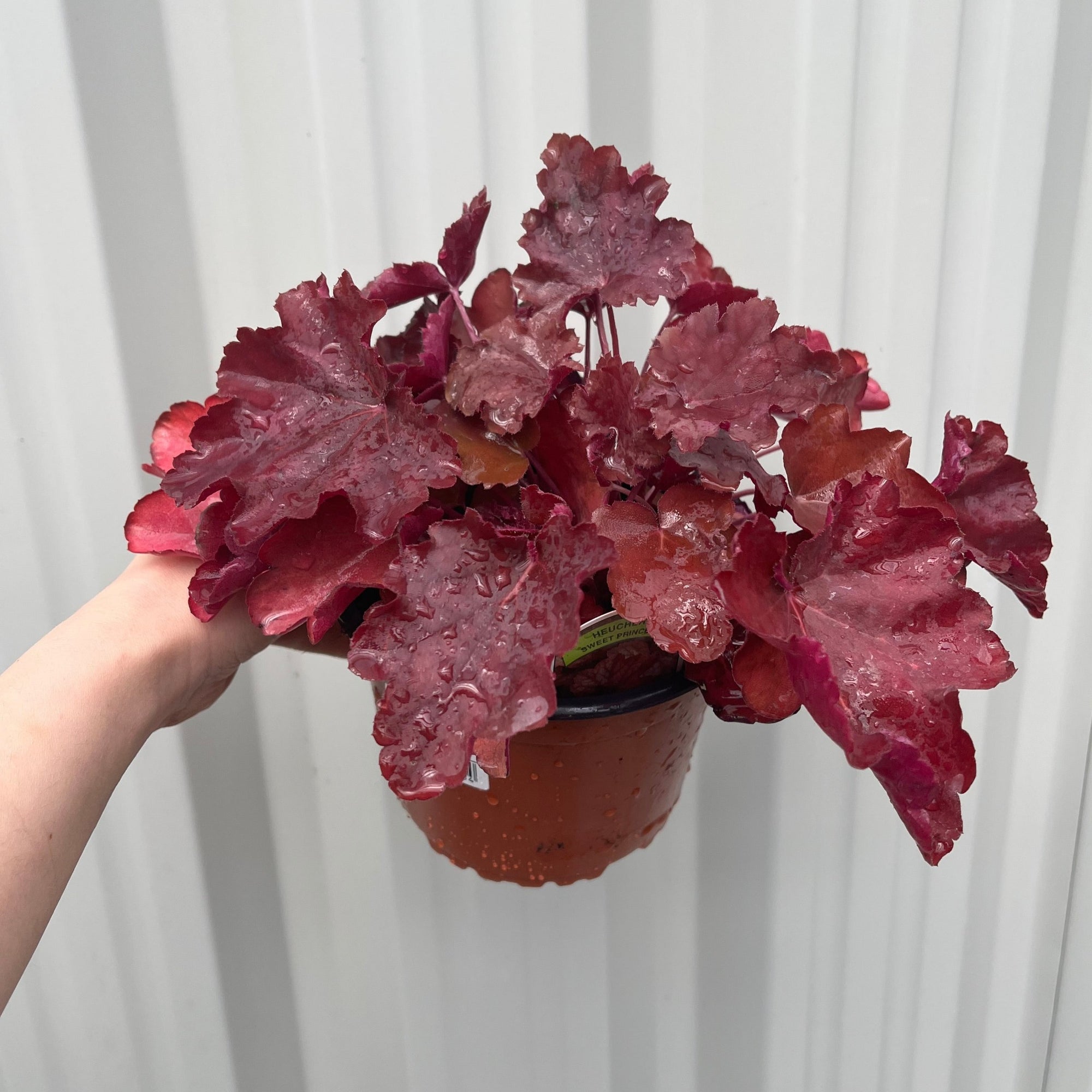 Heuchera Sweet Princess 1.5L