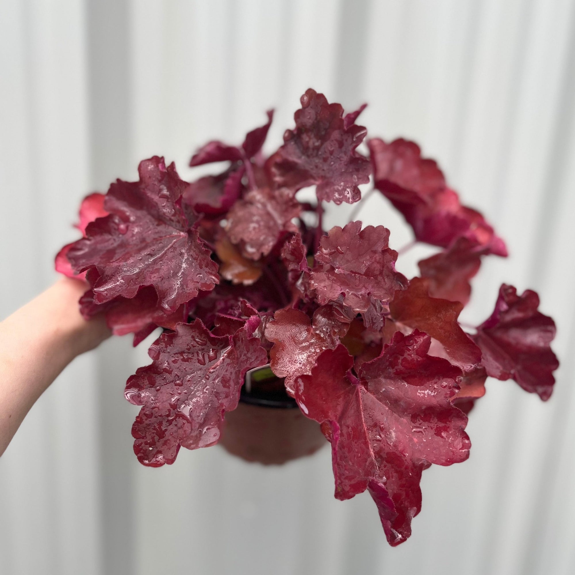 Heuchera Sweet Princess 1.5L