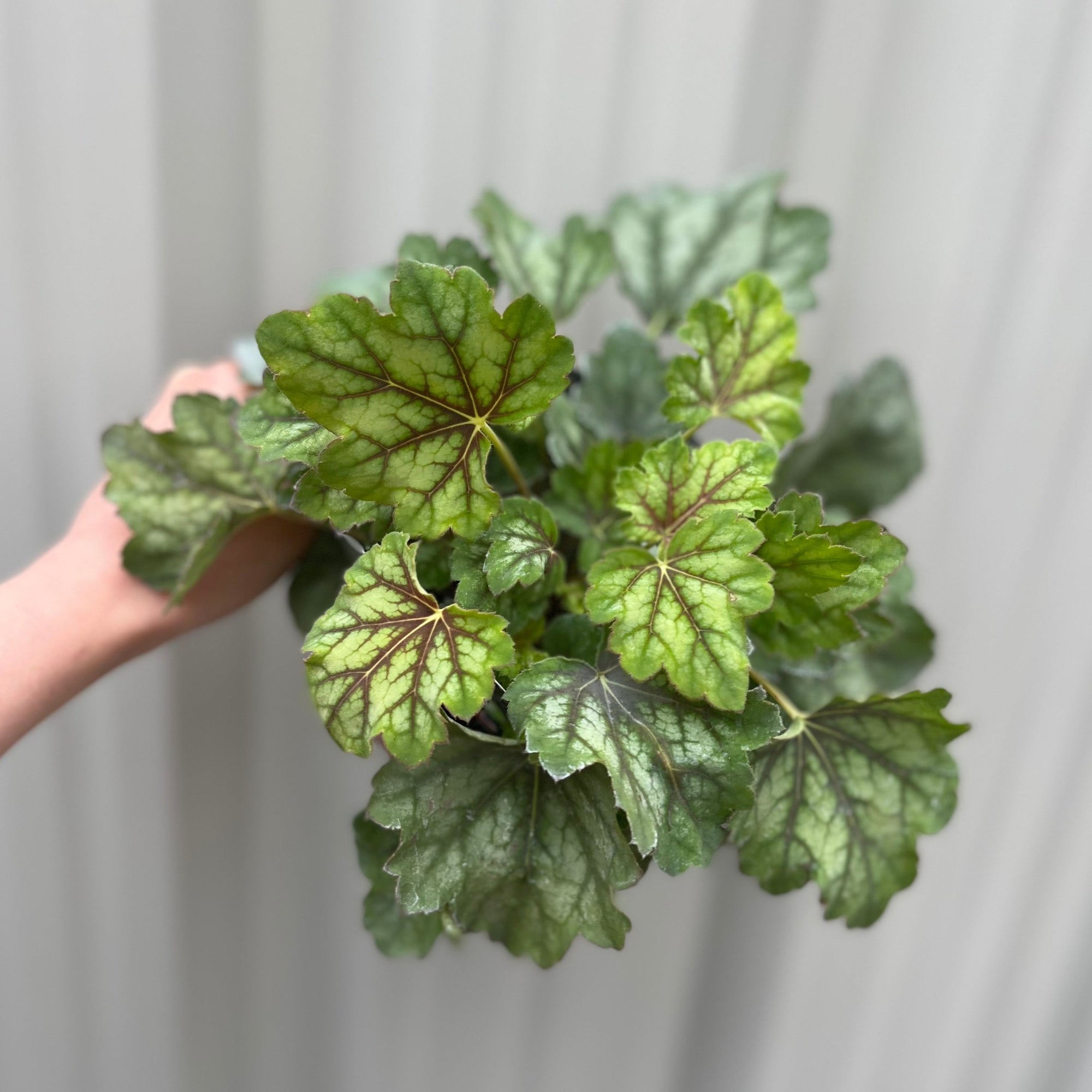 Heuchera 'American Marble' 1.5L