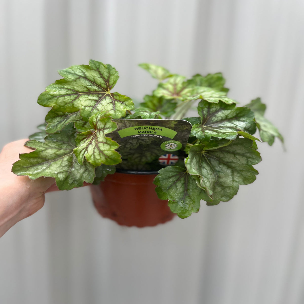 Heuchera &#39;American Marble&#39; 9cm