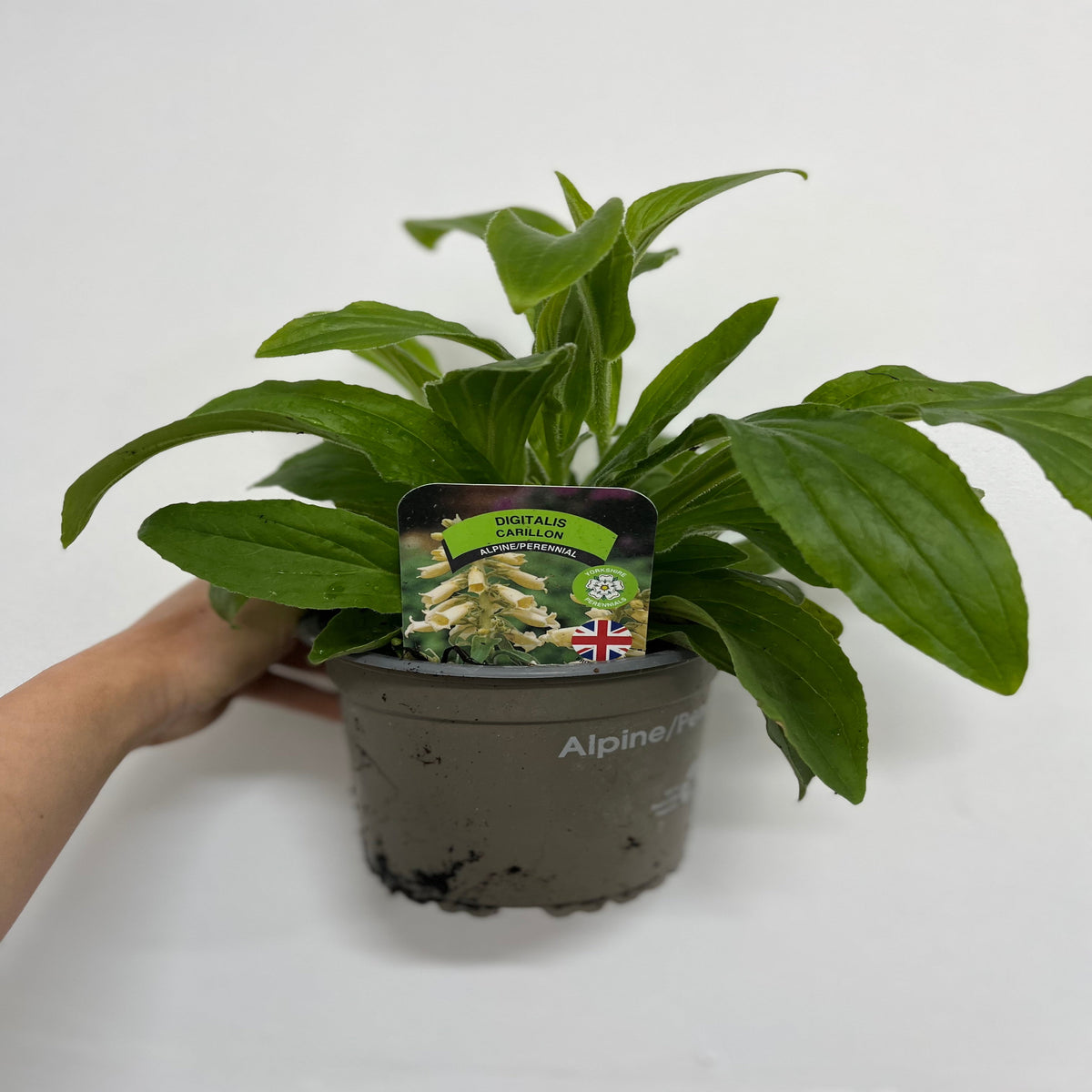 A hand holds a potted Digitalis grandiflora &#39;Carillon&#39; Dwarf Foxglove (9cm), showing cream-colored perennial flowers and a small British flag against a plain white background—ideal for cottage gardens.
