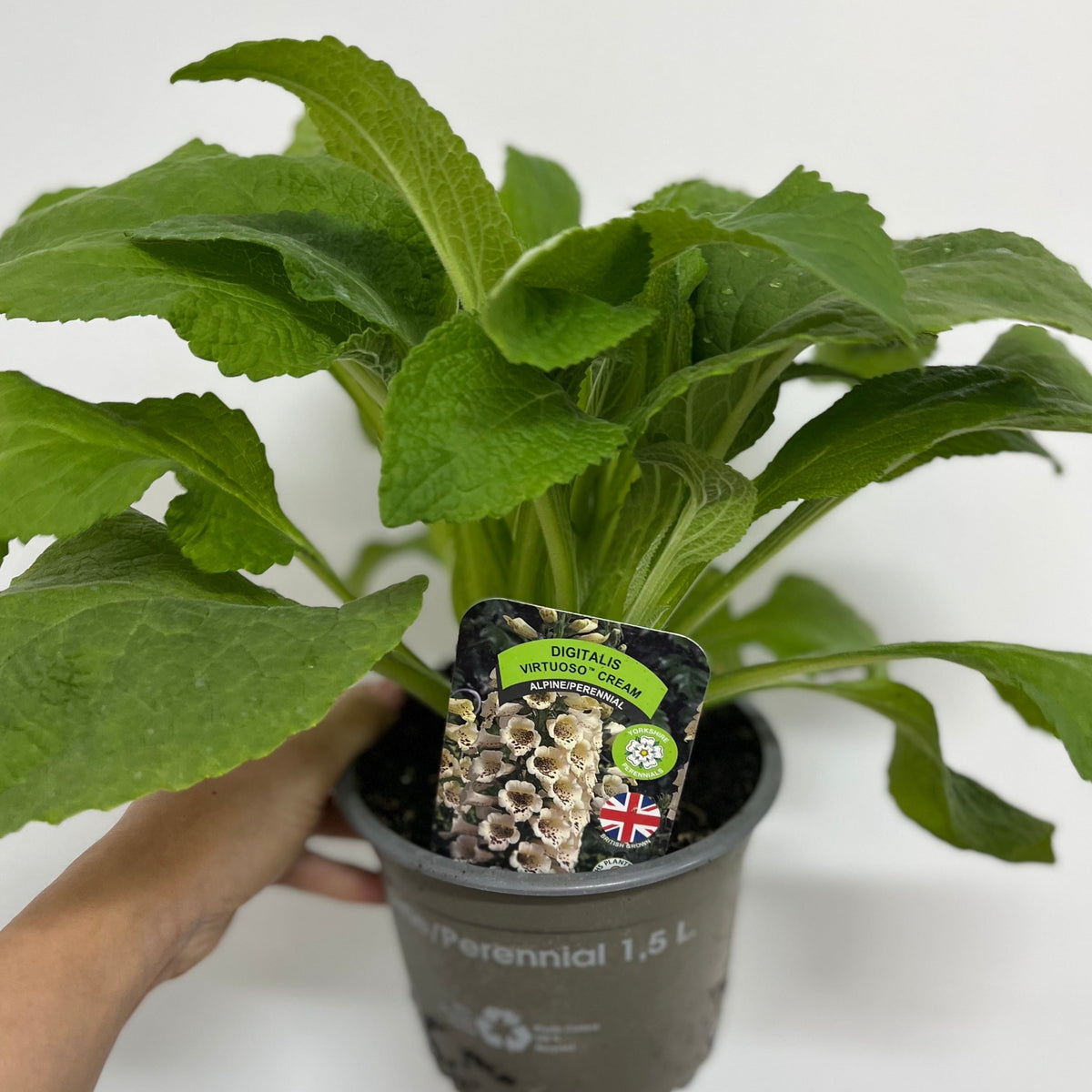A hand holds a 1.5L pot of Digitalis purpurea Cream (Foxglove), showing green leaves and a tag with cream-colored flowers and a British flag—an ideal perennial for cottage gardens.