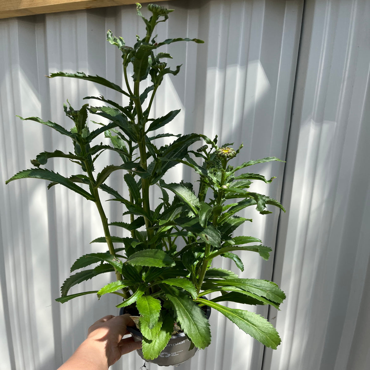 Leucanthemum &#39;Banana Cream&#39; 9cm