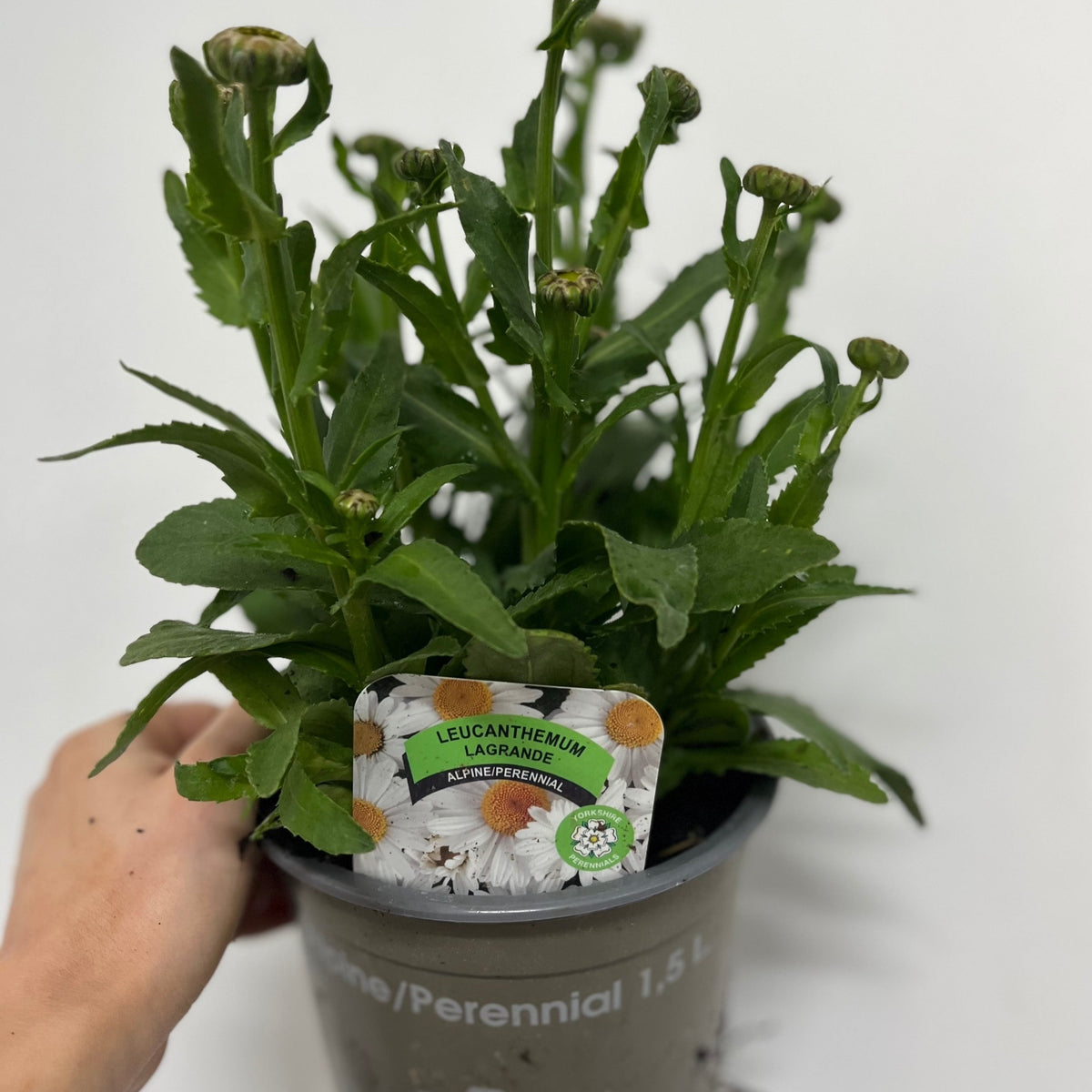 Leucanthemum &#39;Ooh La Lagrande&#39; 1.5L