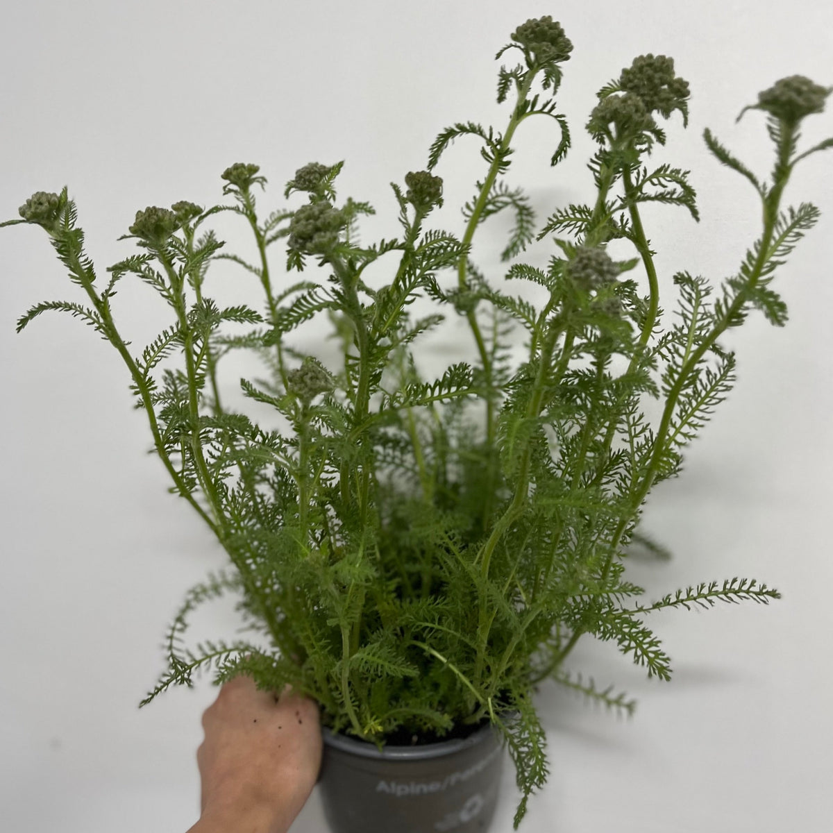 A hand holds an Achillea &#39;Cloth of Gold&#39; 9cm/1.5L, a perennial with feathery leaves and slender stems. Clusters of buds, about to bloom golden-yellow, stand out against a plain white background.
