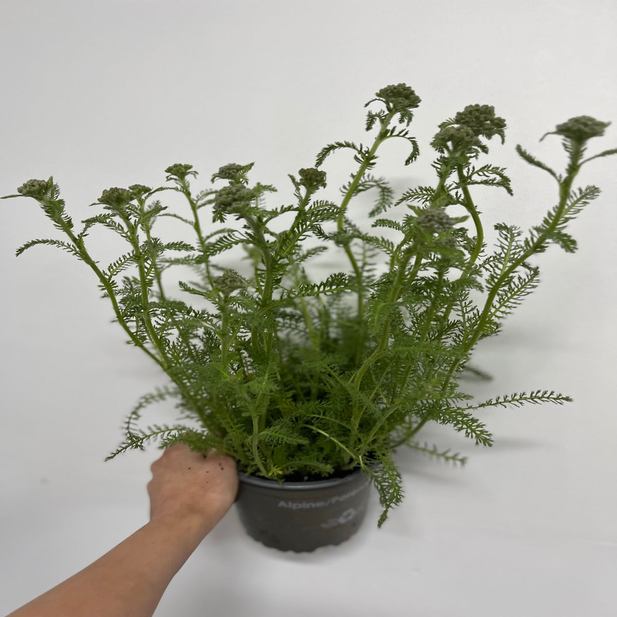 A hand holds an Achillea - Terracotta 1.5L in a black pot, showing lush feathery leaves and unopened flower buds—perfect for sunny borders and butterfly-friendly gardens. The background is plain white.