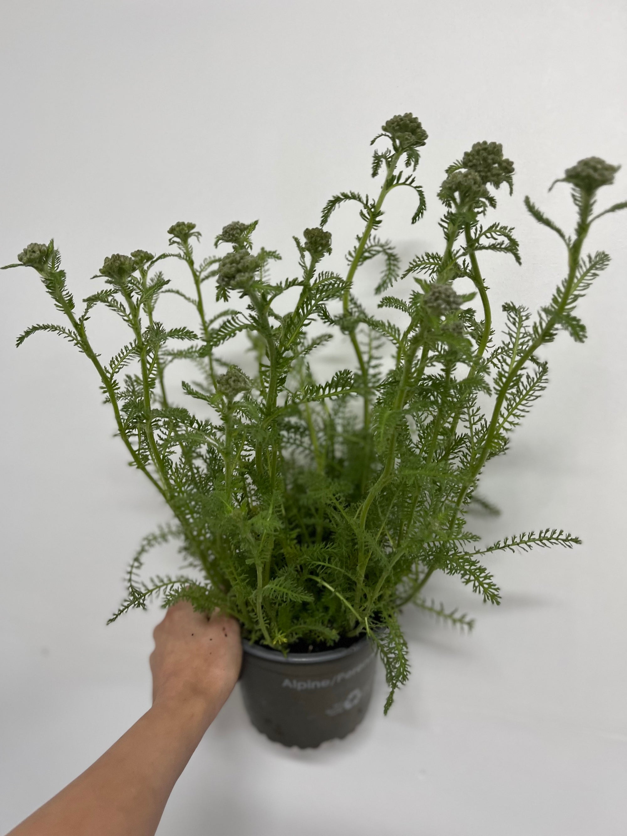 Achillea - Terracotta 2L